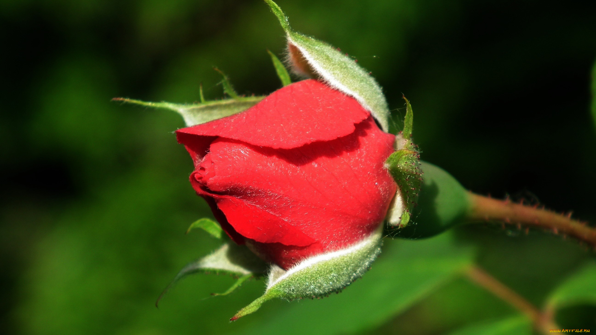 цветы, розы, бутон