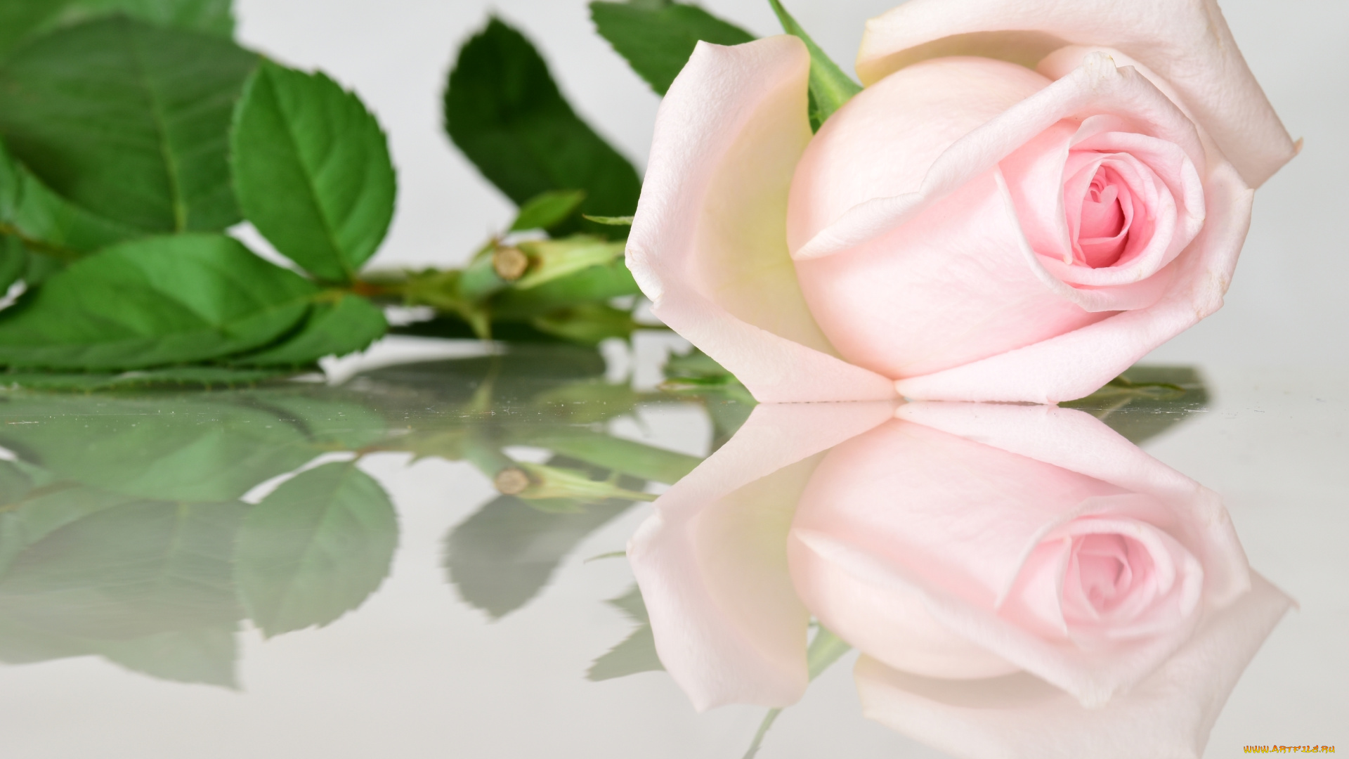 цветы, розы, бутон, роза, отражение, розовый