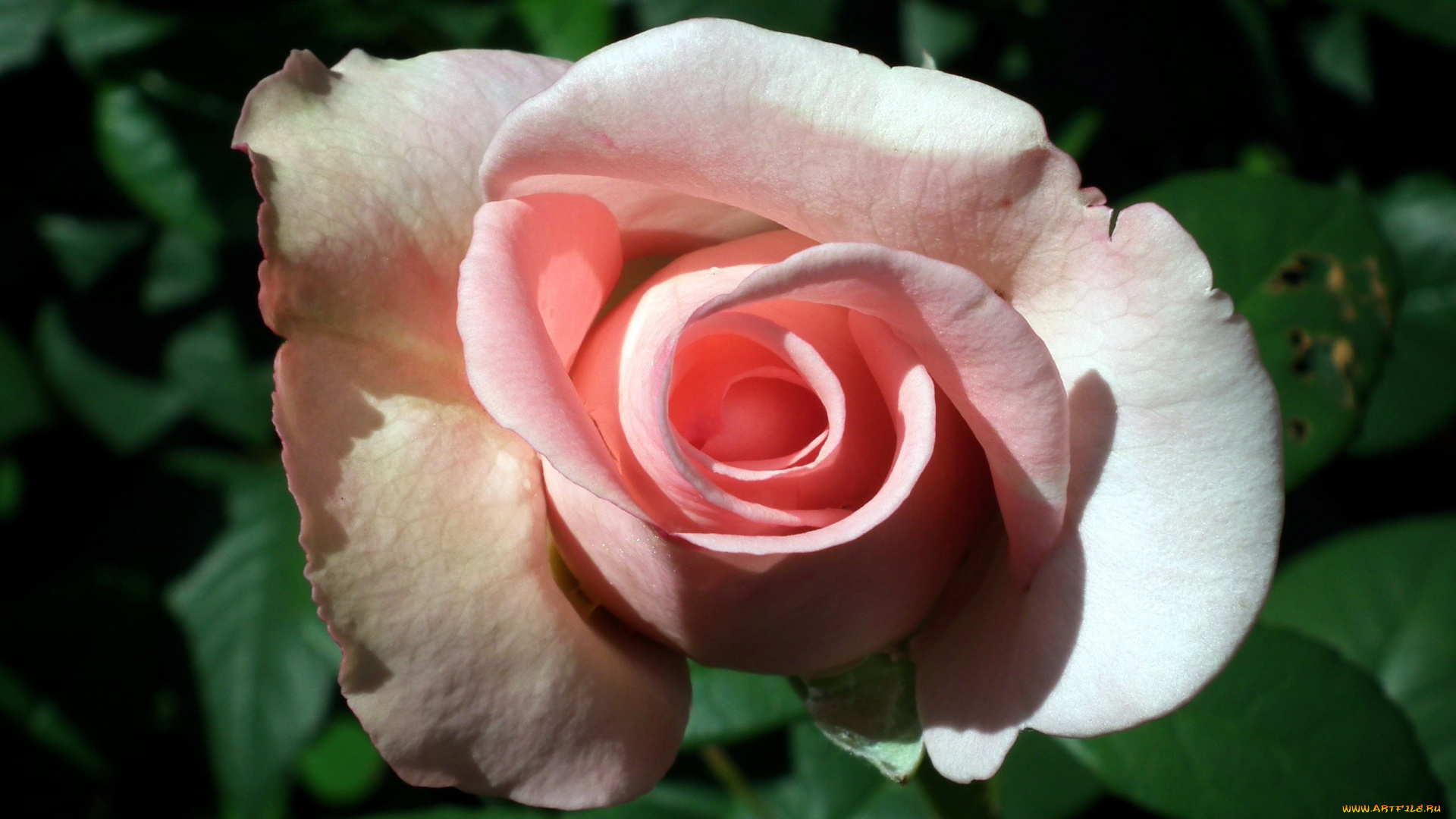 цветы, розы, бутон, розовый