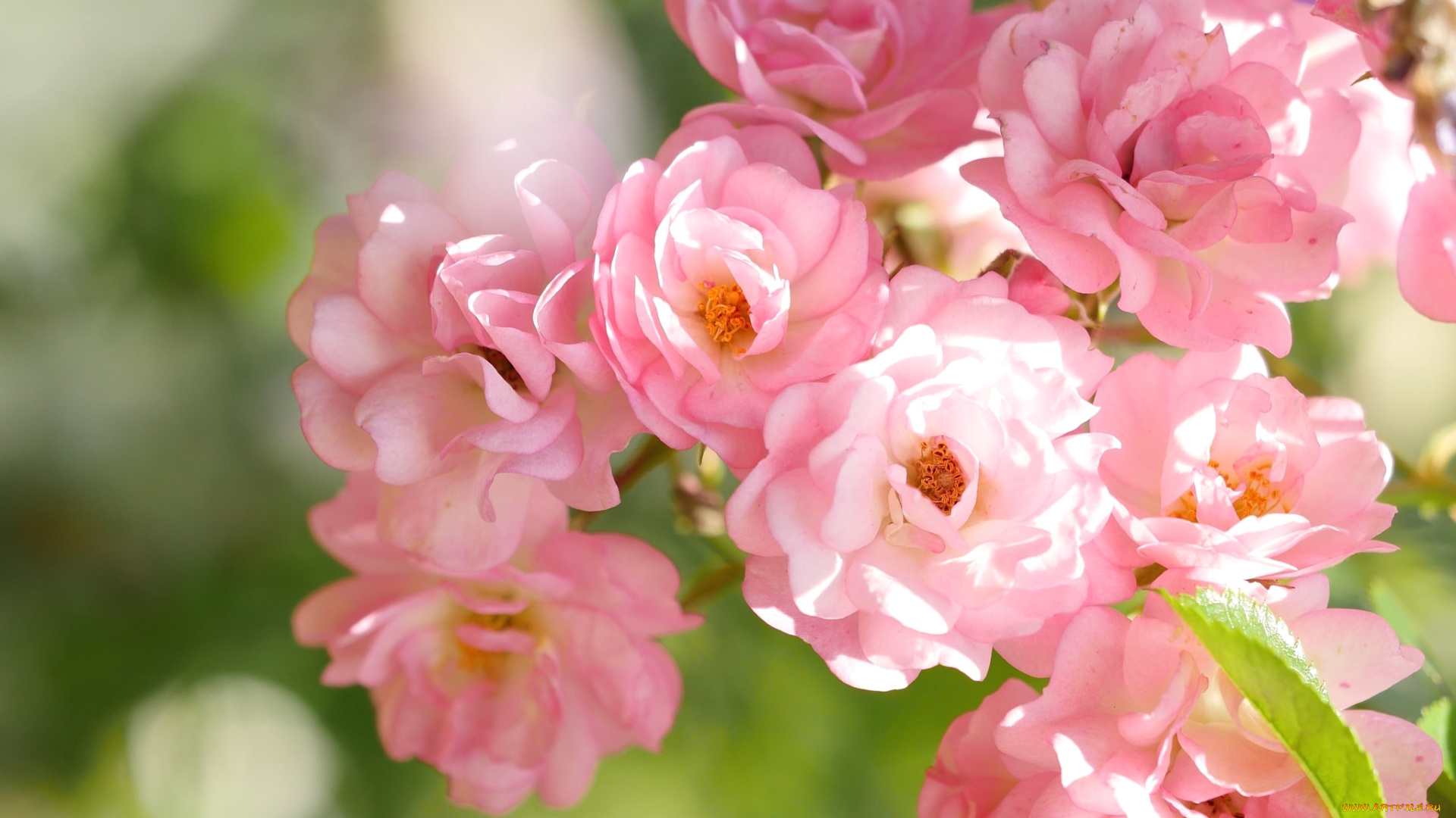 цветы, розы, макро, розовый