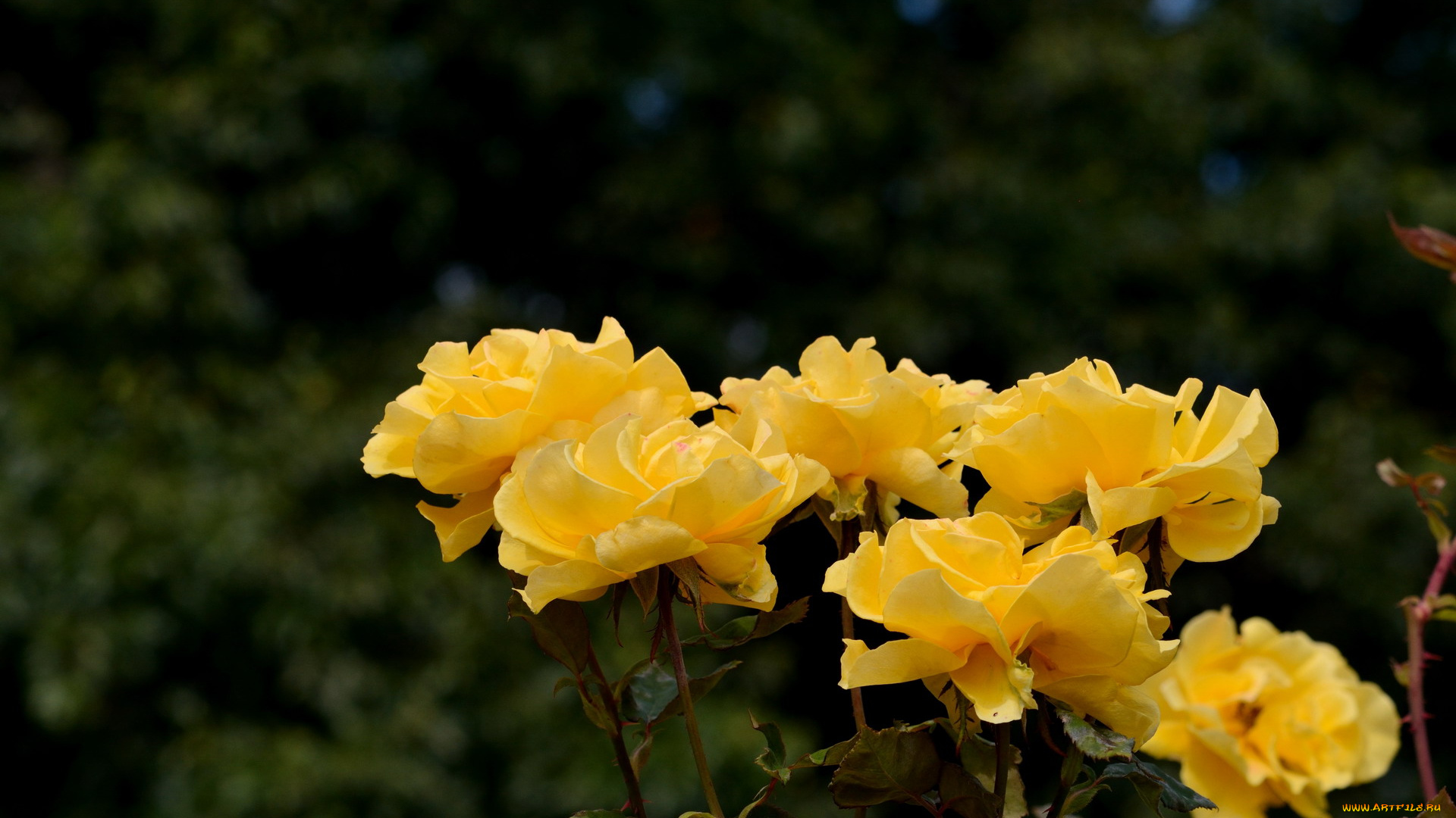 цветы, розы, желтый