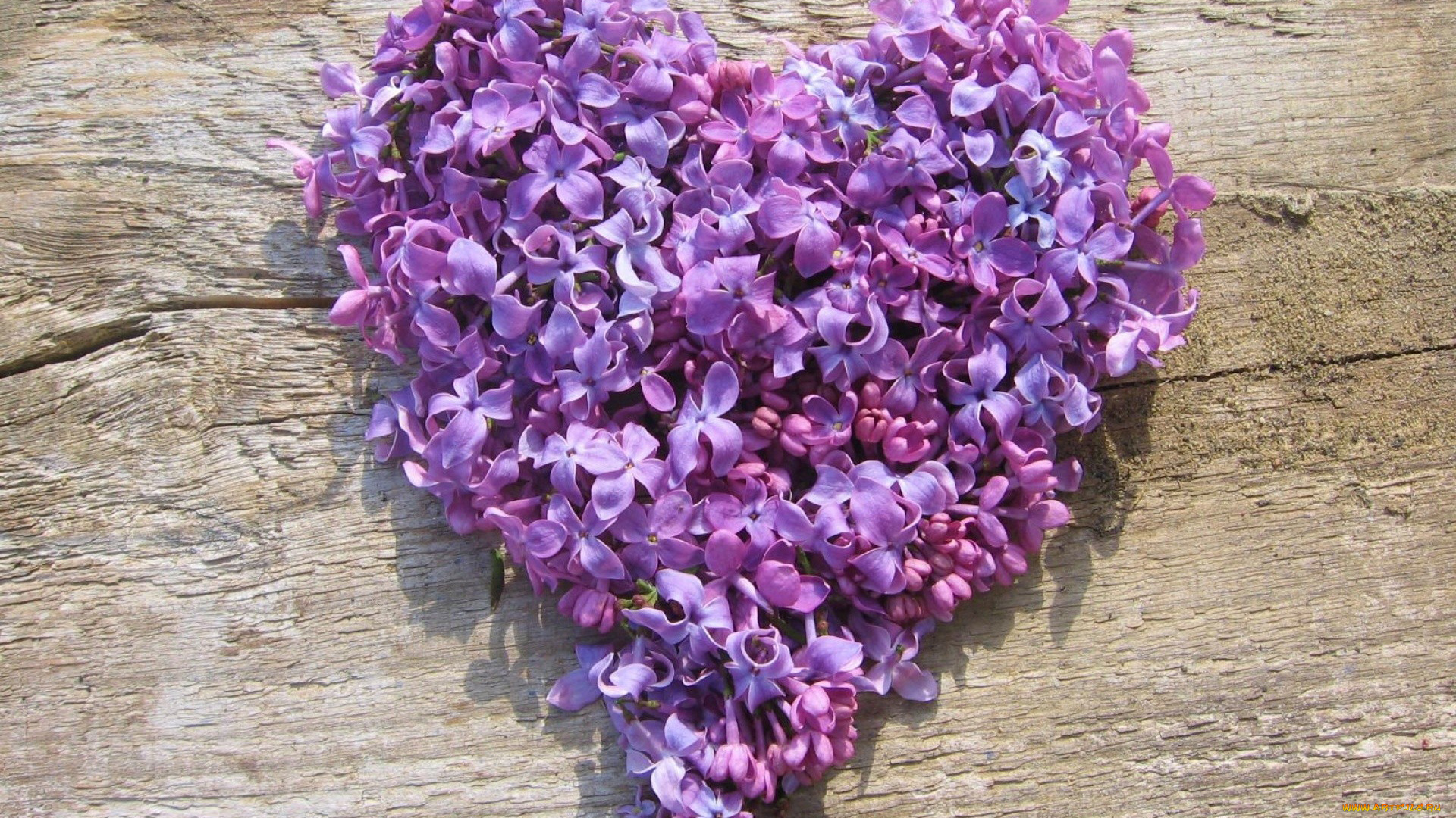 цветы, сирень, сердце, лепестки