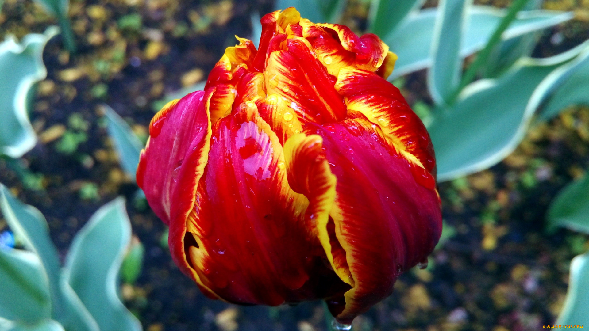 цветы, тюльпаны, бутон