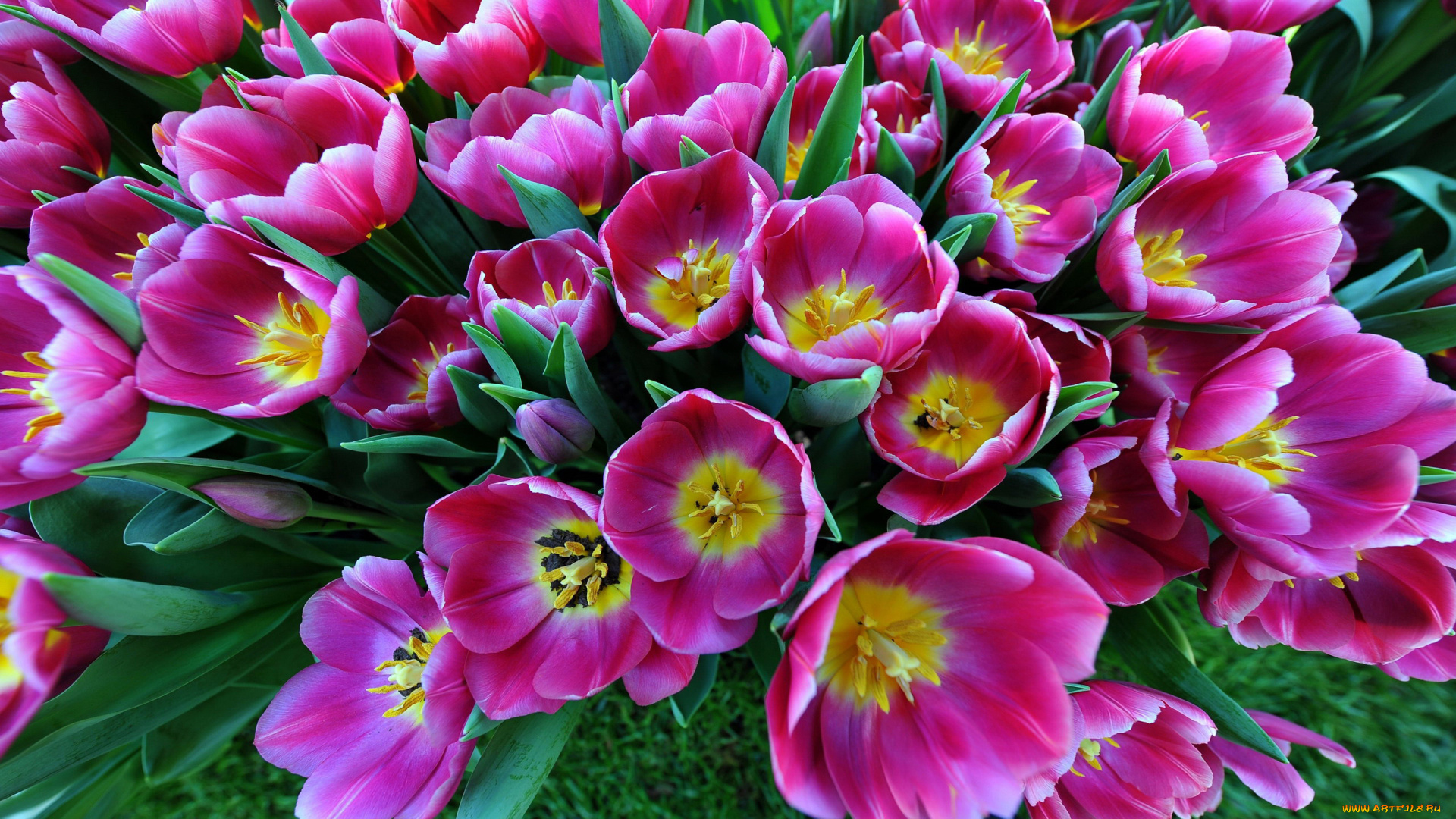 цветы, тюльпаны, много