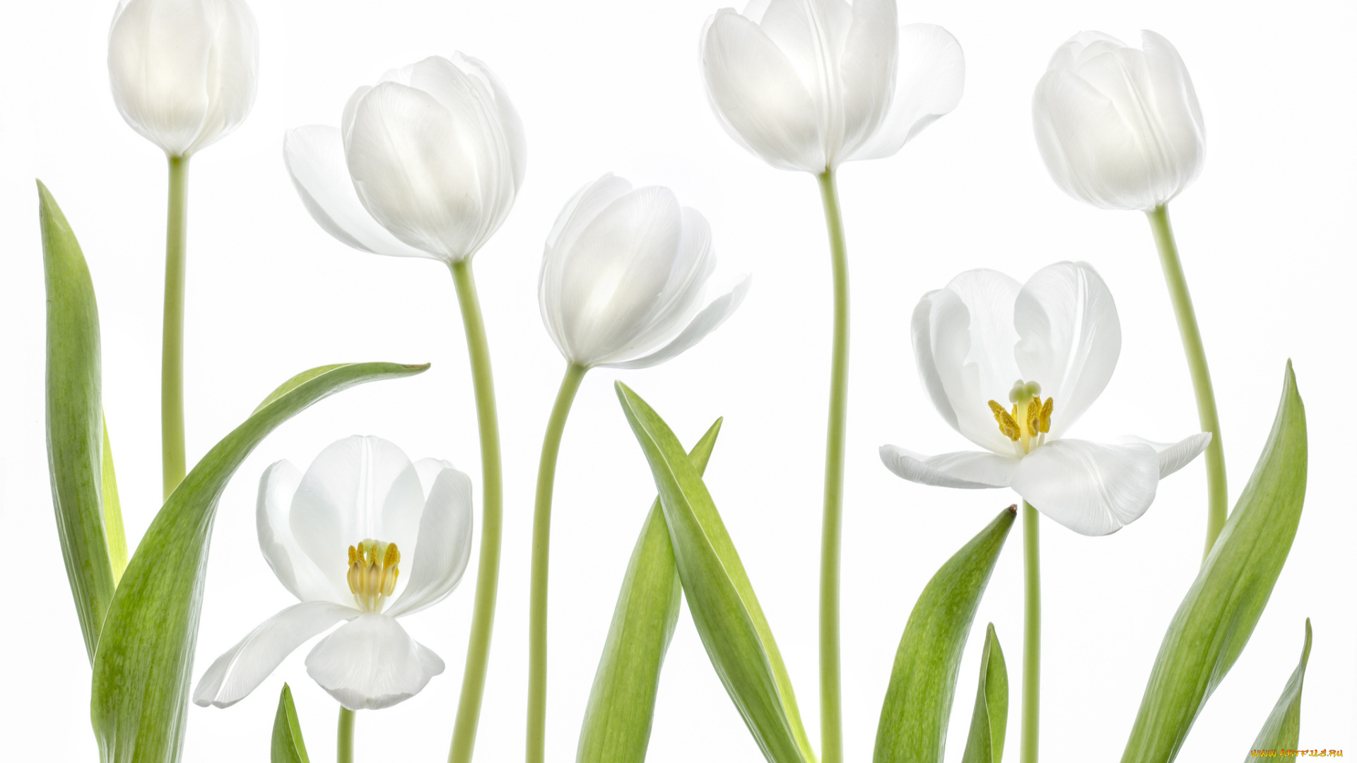 цветы, тюльпаны, тюльпан, белый, макро