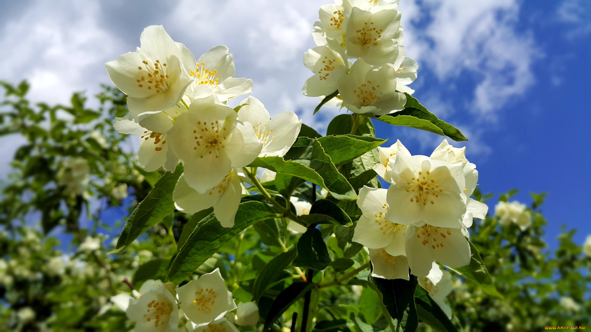 цветы, жасмин, макро