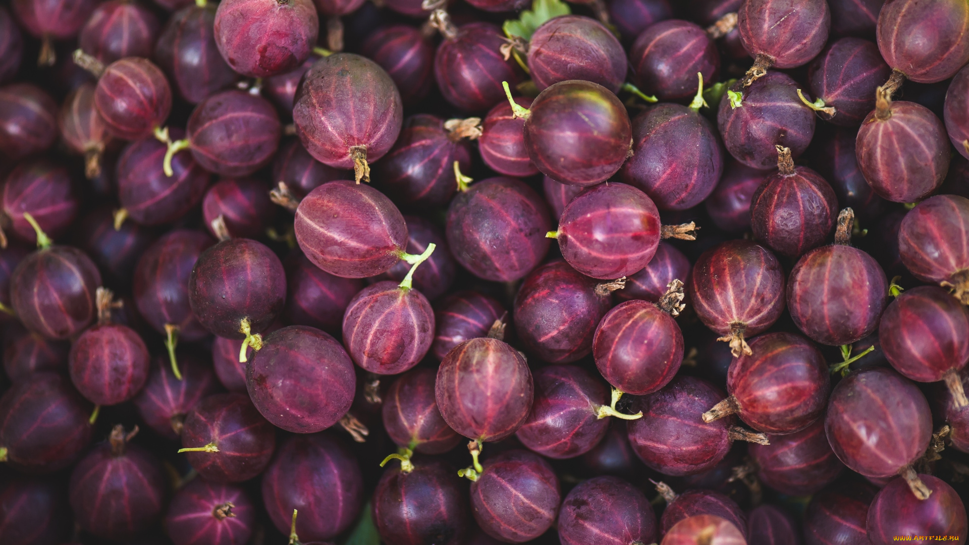 еда, крыжовник, ягоды, макро