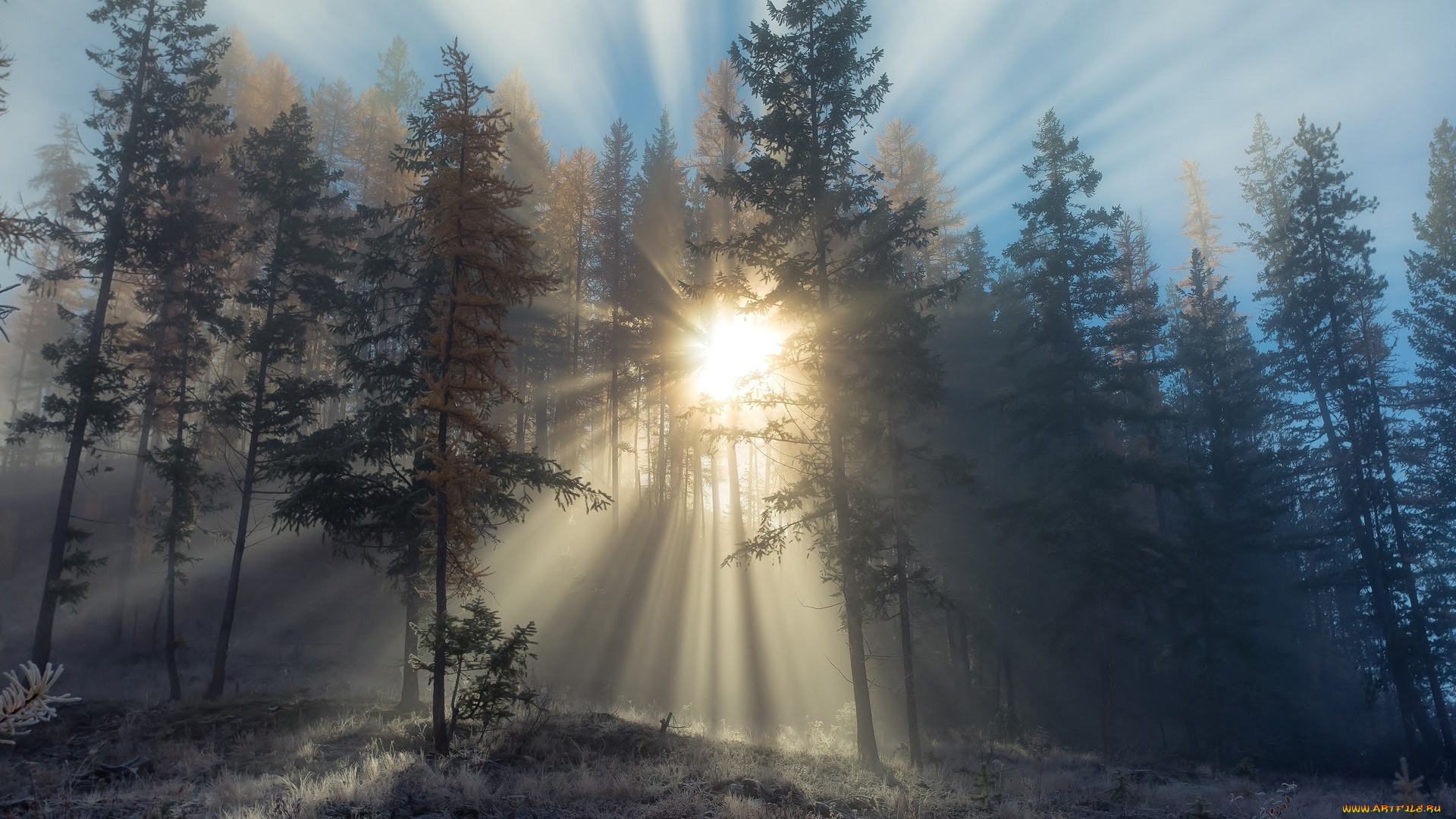 природа, лес, солнце, утро, иней, лучи, деревья