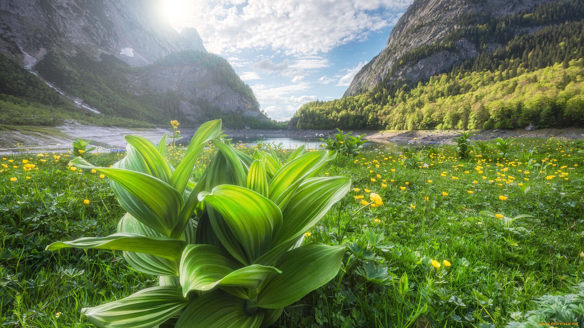 природа, реки, озера, луг, горы, листья, трава, цветы