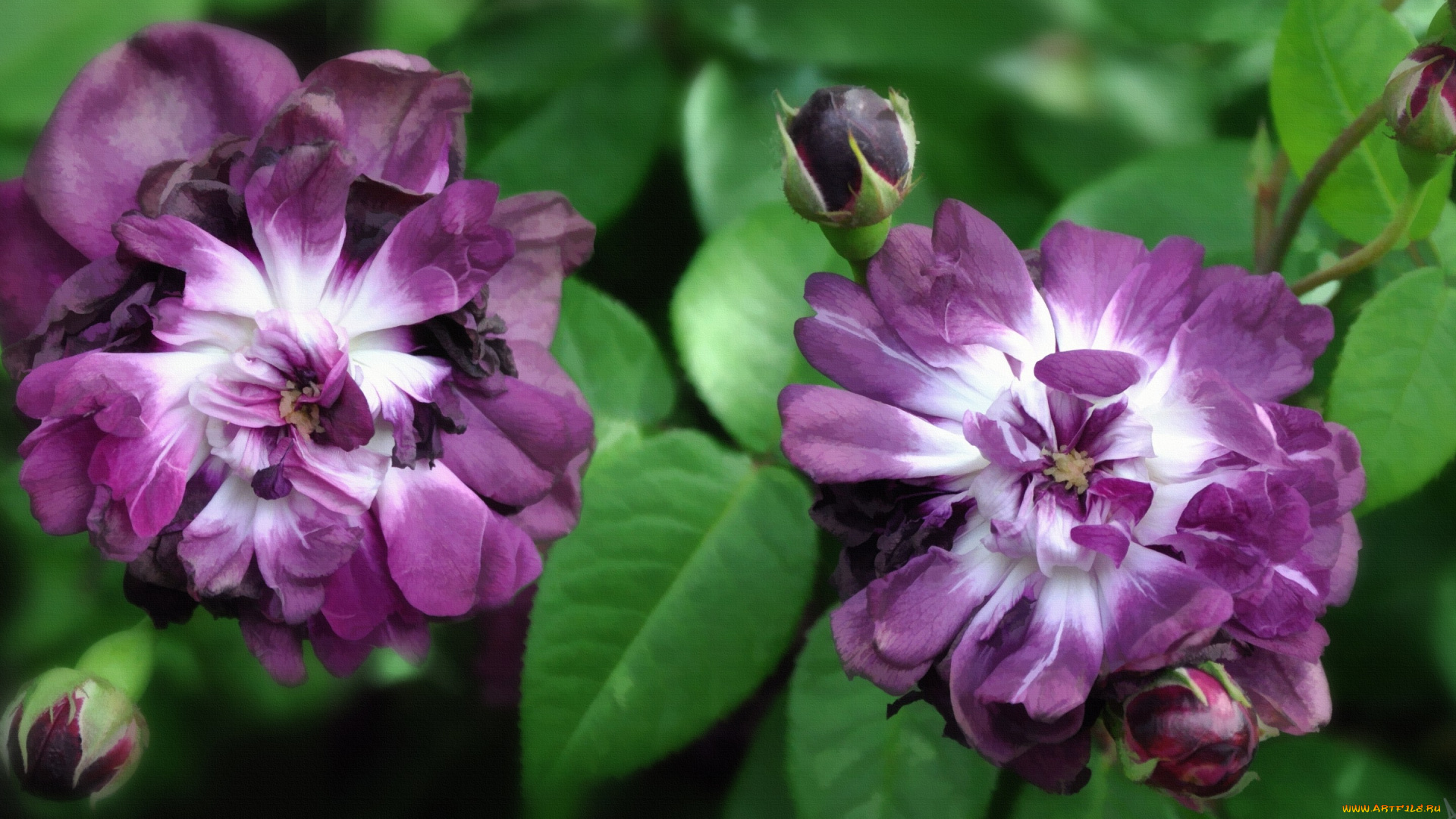 разное, компьютерный, дизайн, макро, розовый, розы