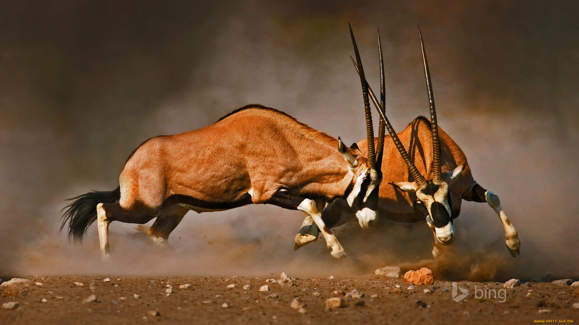 животные, антилопы, африка, намибия, рога, турнир