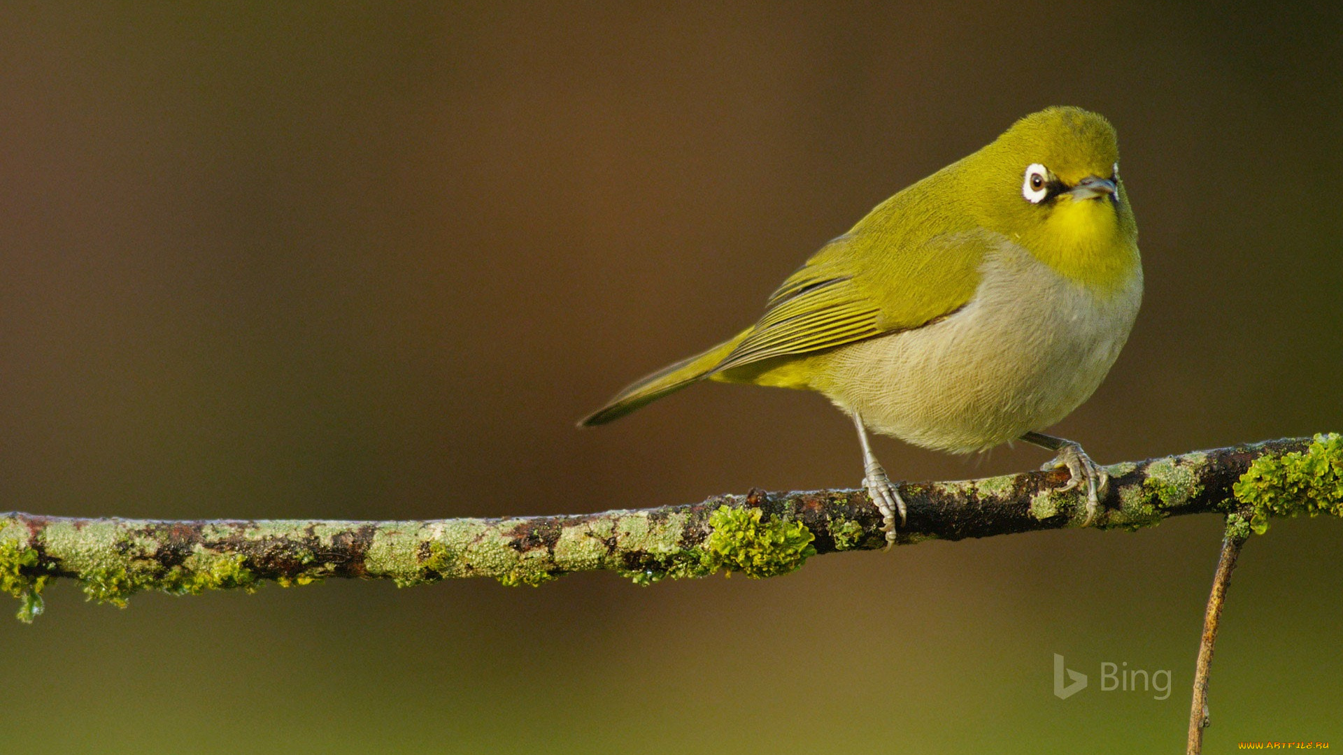 животные, белоглазки, птица, ветка