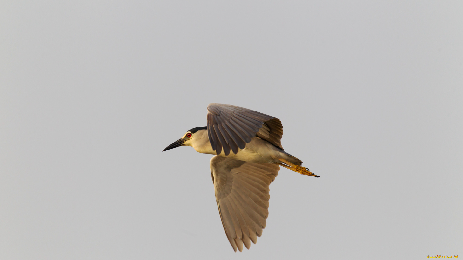 животные, цапли, , выпи, полет, ночная, цапля