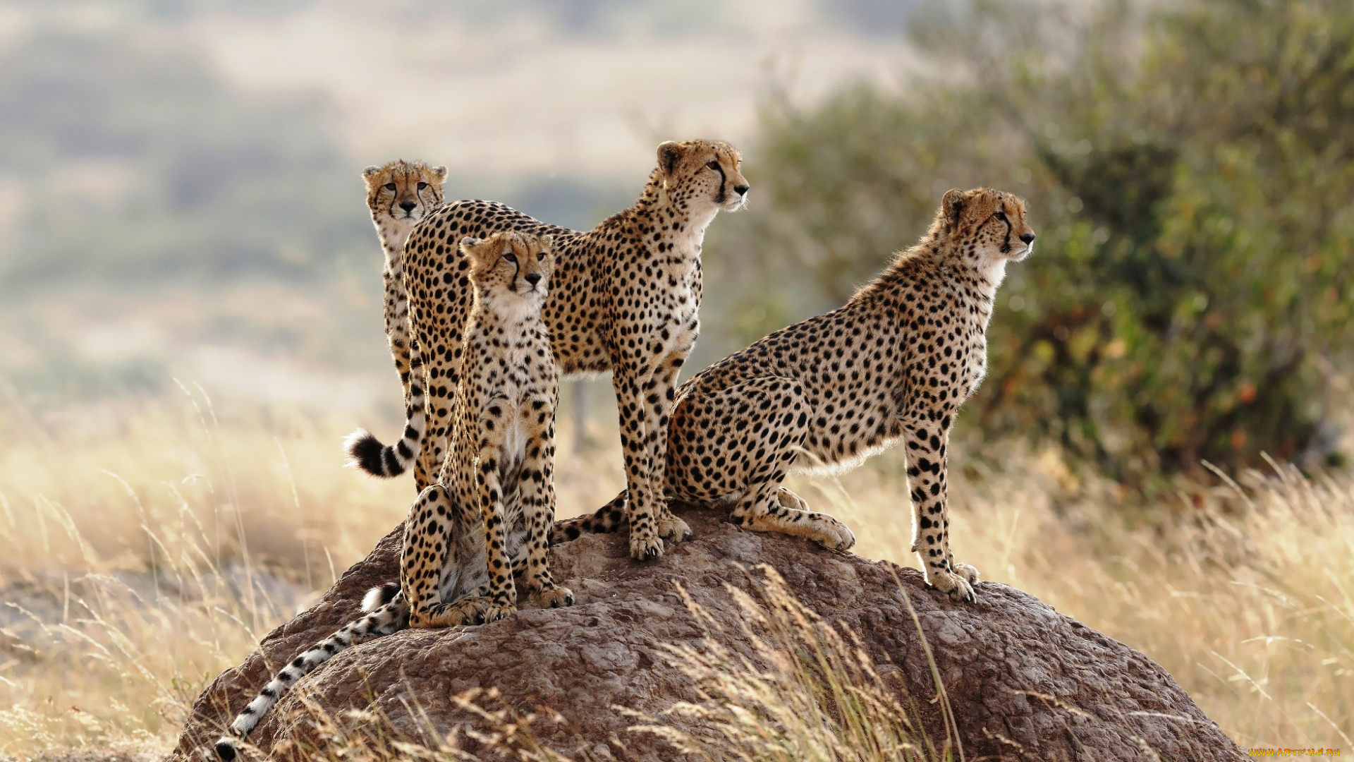 животные, гепарды, куст, трава, камень, саванна, хищники, звери