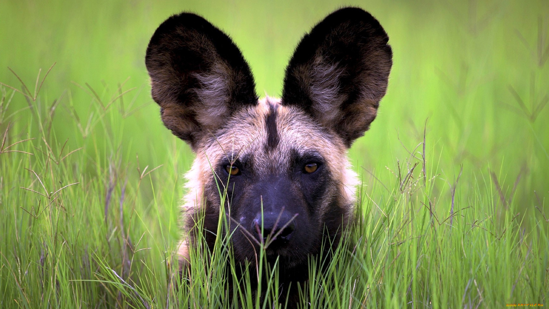 животные, гиены, , гиеновые, собаки, уши, голова, гиеновая, собака, трава