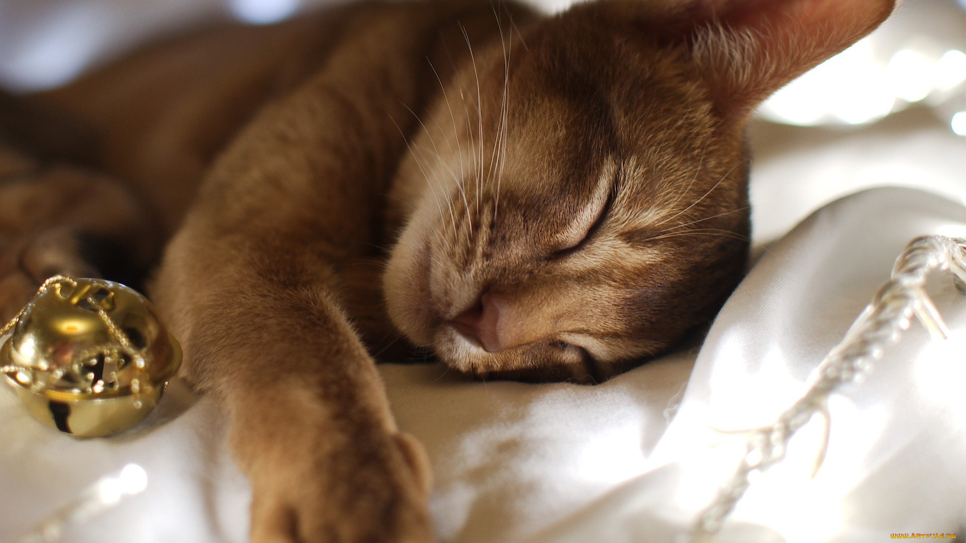 животные, коты, колокольчик, сон, рыжий, кот, постель