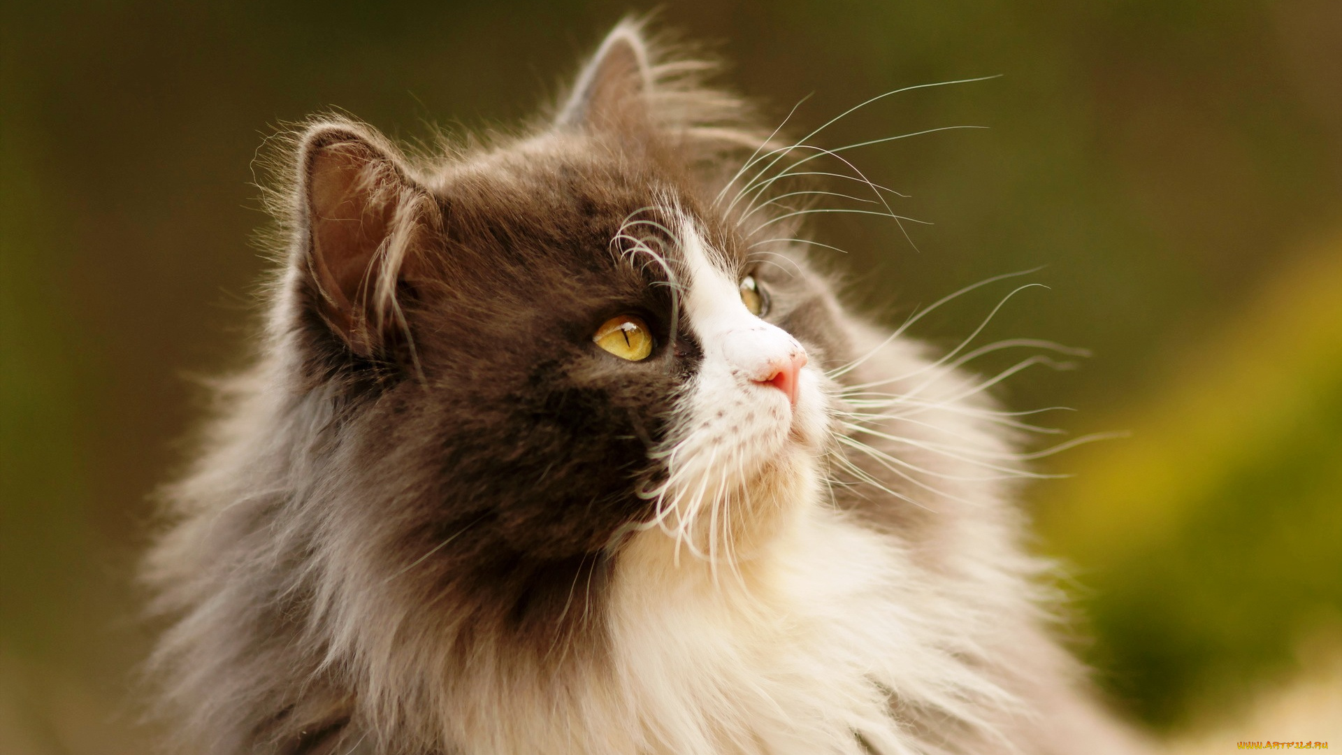 животные, коты, кот, взгляд, кошка