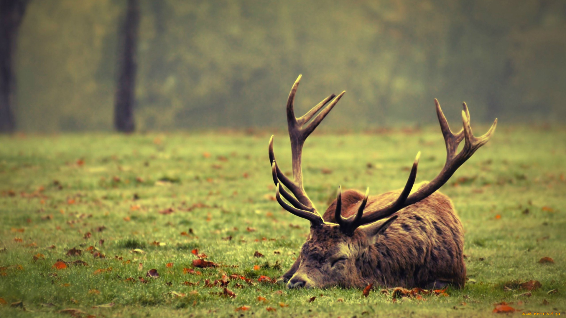 животные, олени, листья, трава, сон, рога, олень