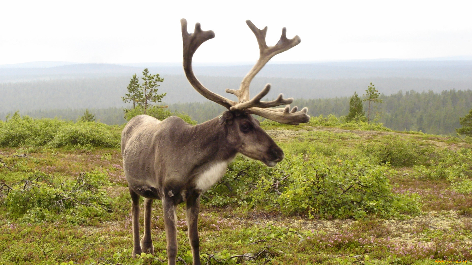 животные, олени, олень