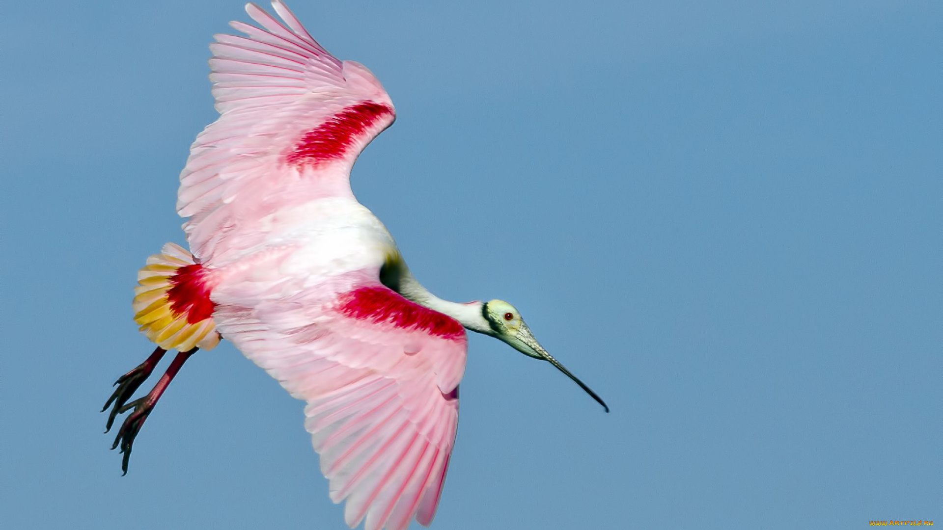 животные, птицы, птица, полет, перья, цвет, клюв, крылья