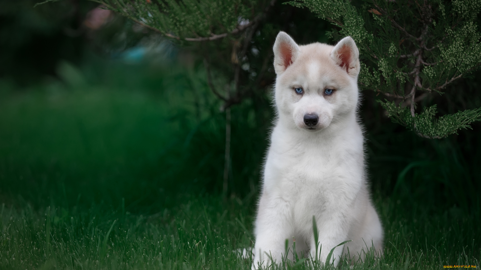 животные, собаки, трава, щенок, хаски