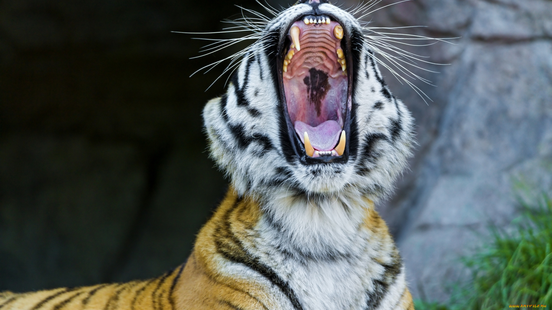 животные, тигры, хищник, зверь, рыжий, тигр, зевота, пасть