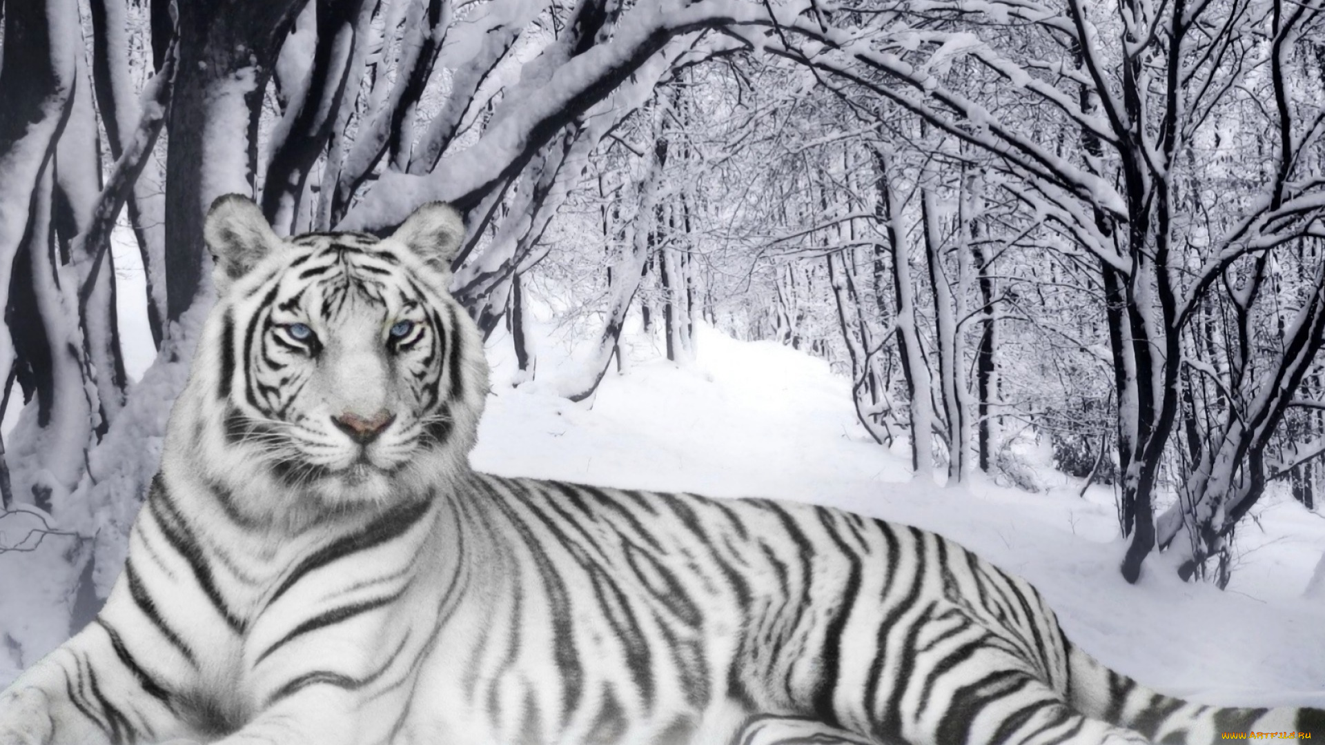 животные, тигры, тигр