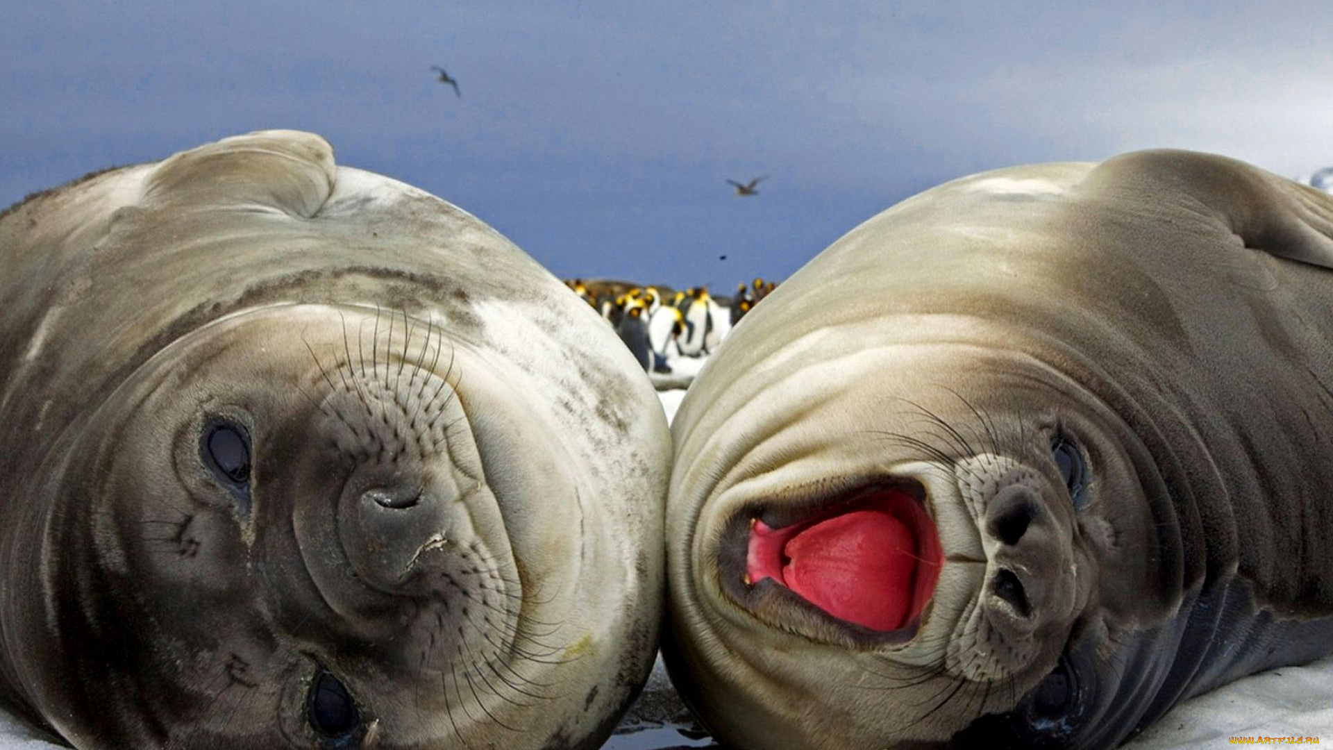 животные, тюлени, , морские, львы, , морские, котики, пингвины, снег, рев, лежбище, пара