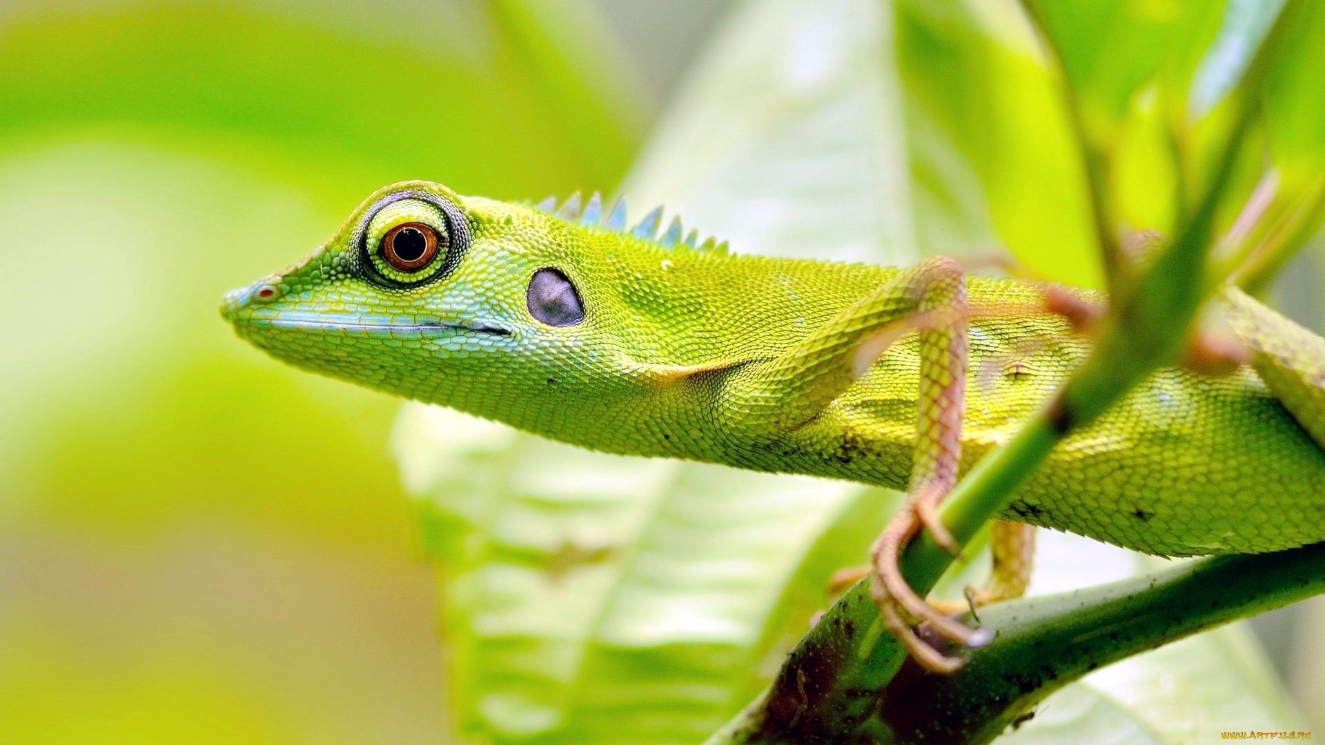 животные, Ящерицы, , игуаны, , вараны, ветки, зеленая, ящерица, листья