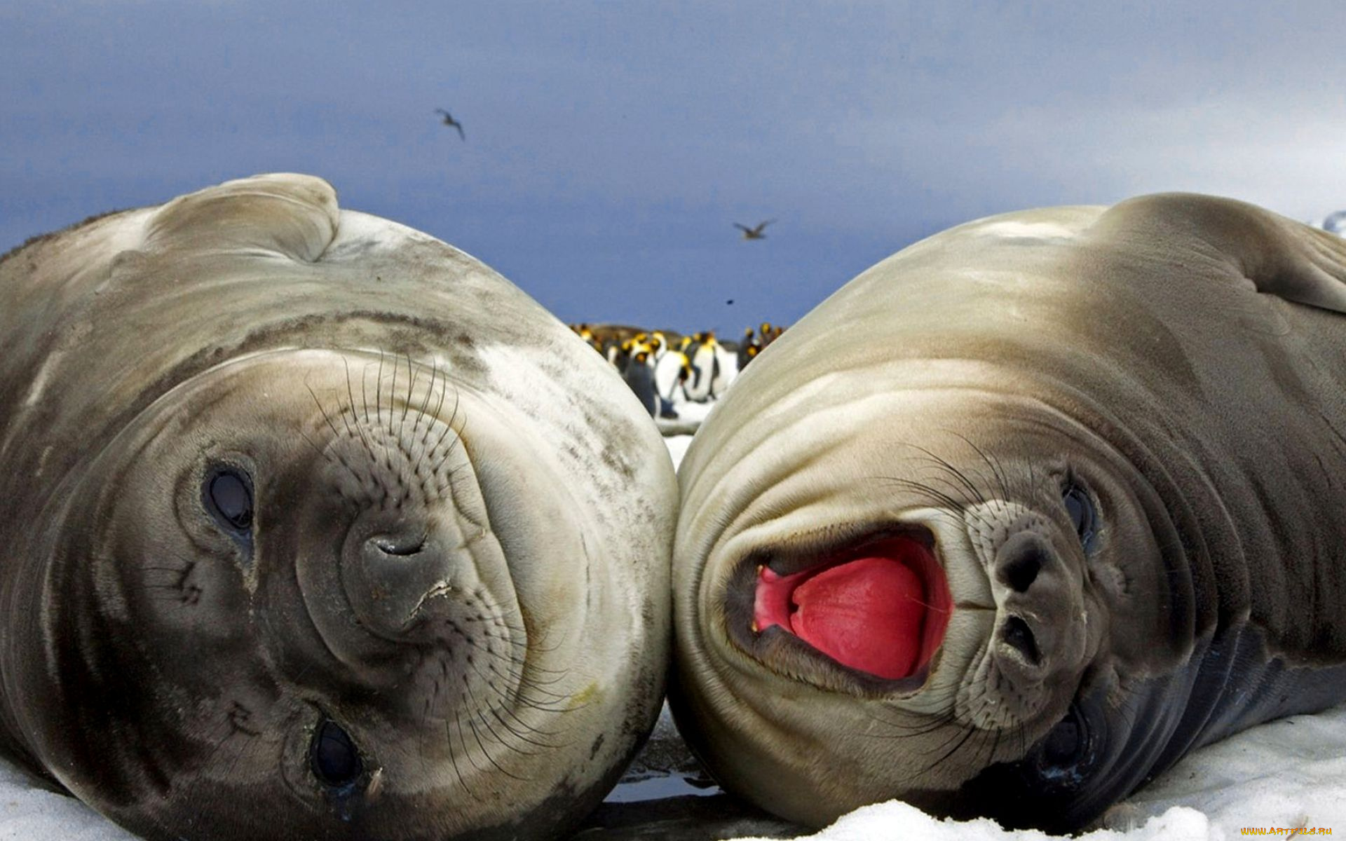 животные, тюлени, , морские, львы, , морские, котики, пингвины, снег, рев, лежбище, пара