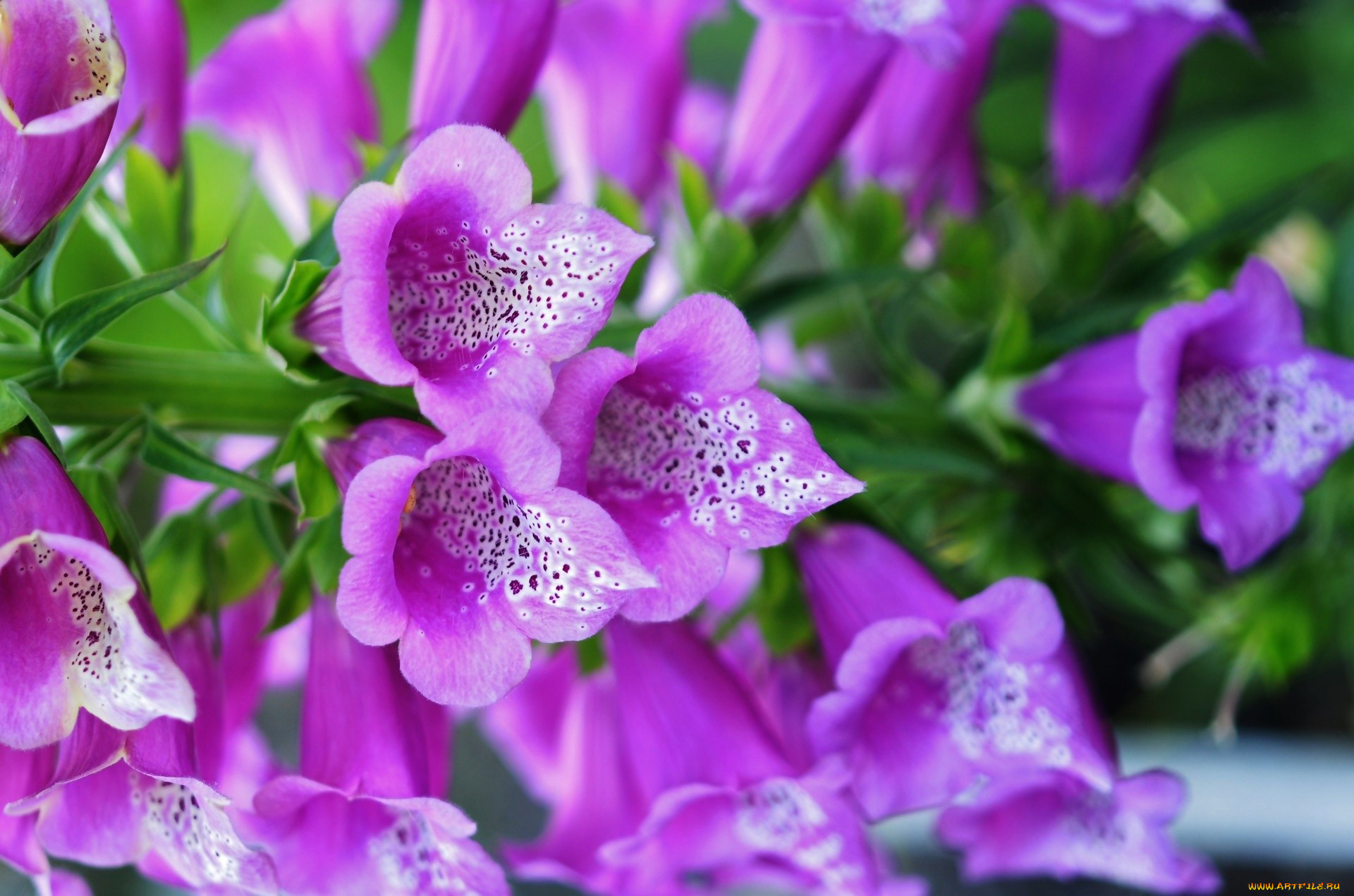 цветы, дигиталис, , наперстянка