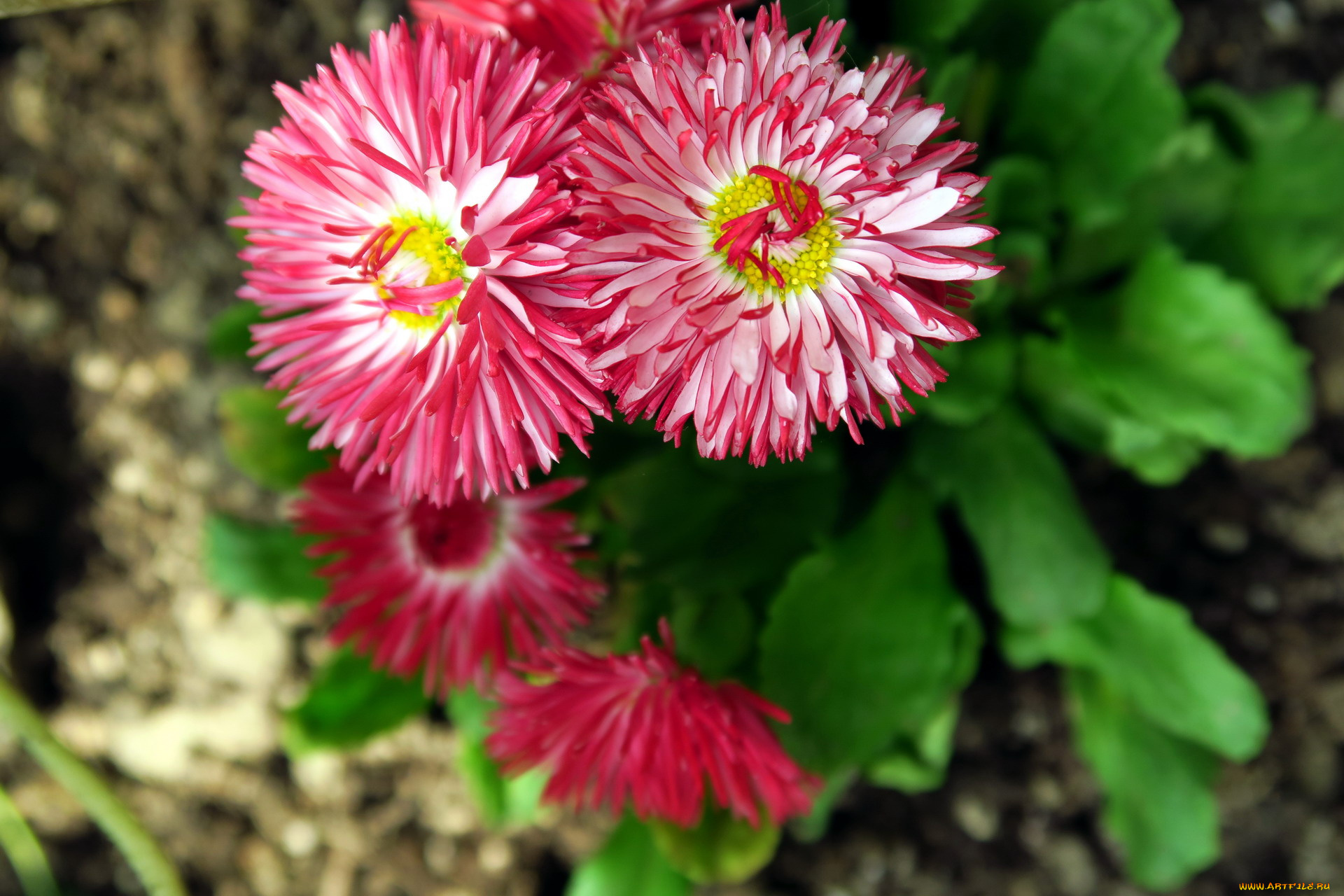 цветы, маргаритки, розовый