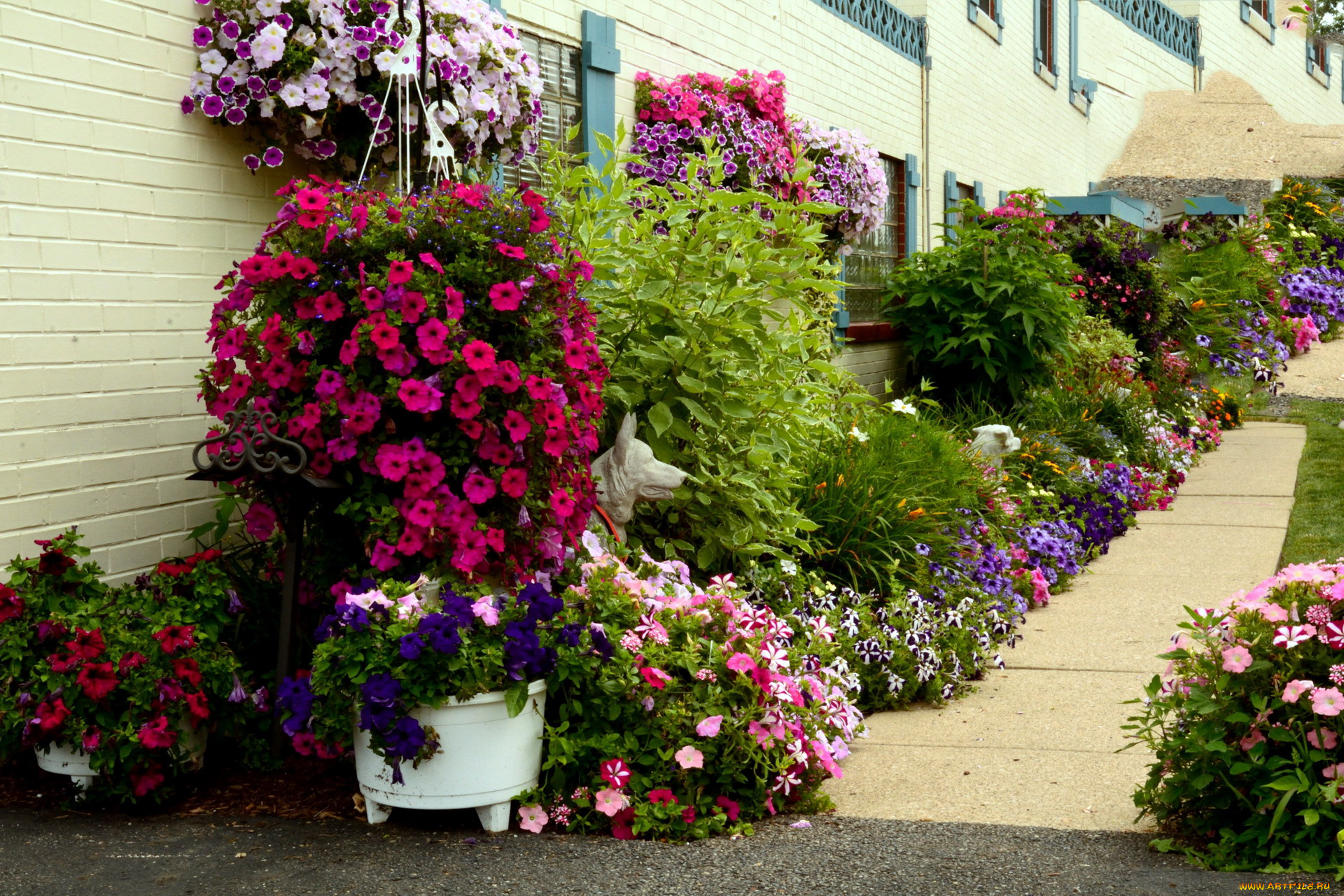 цветы, петунии, , калибрахоа, разноцветные