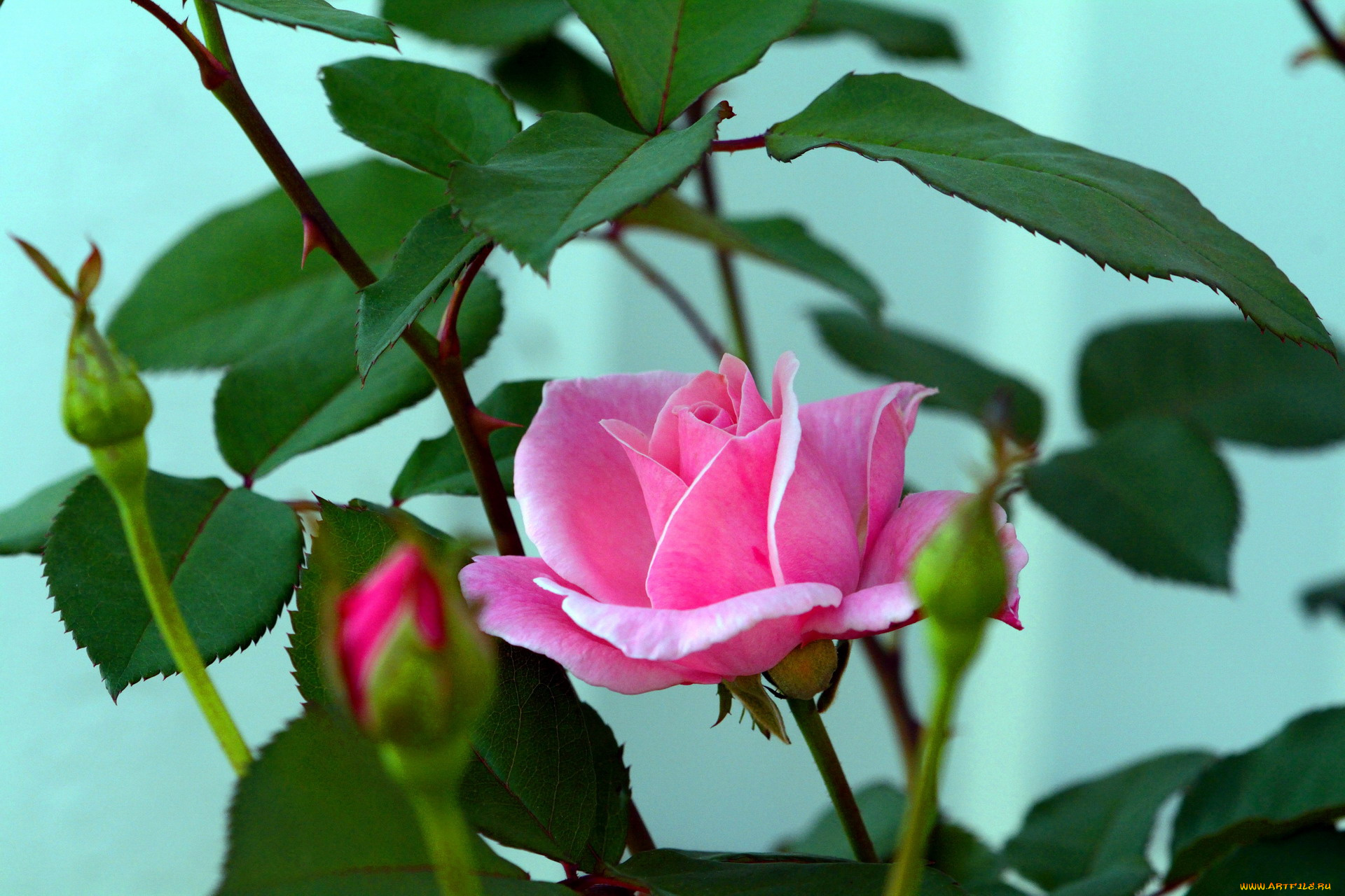 цветы, розы, розовый