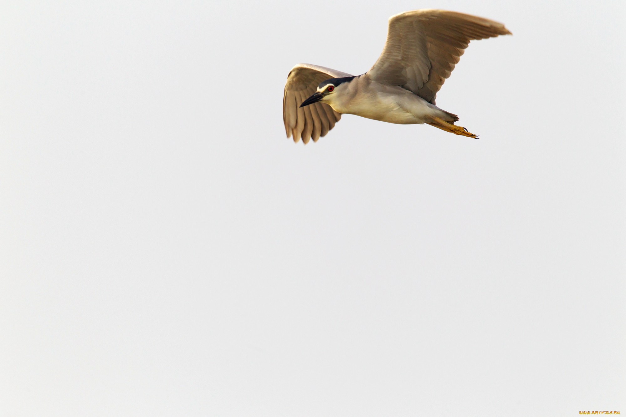 животные, цапли, , выпи, полет, ночная, цапля