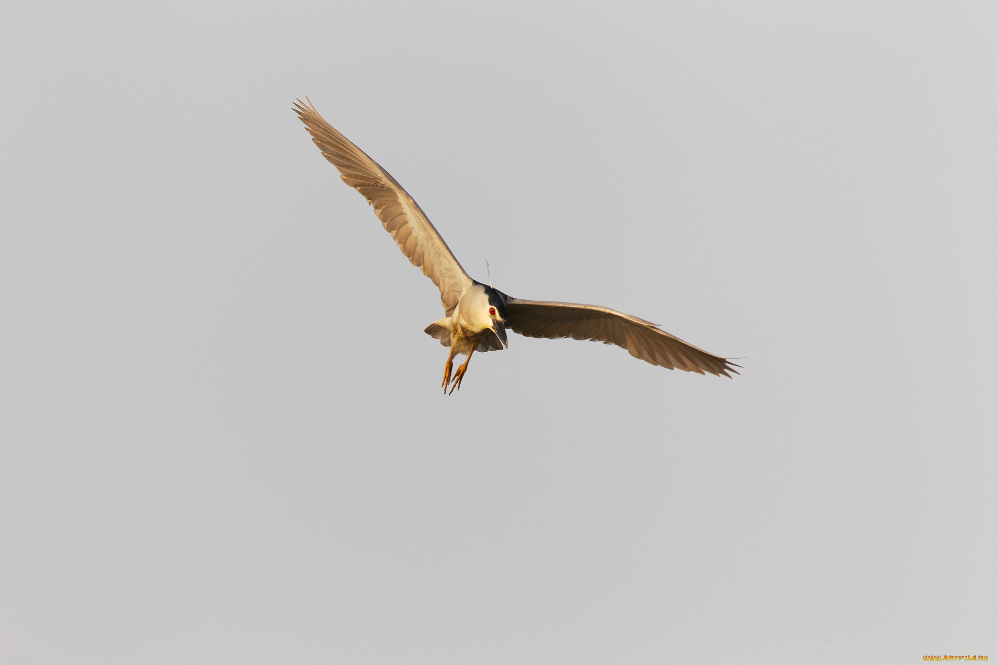 животные, цапли, , выпи, полет, ночная, цапля