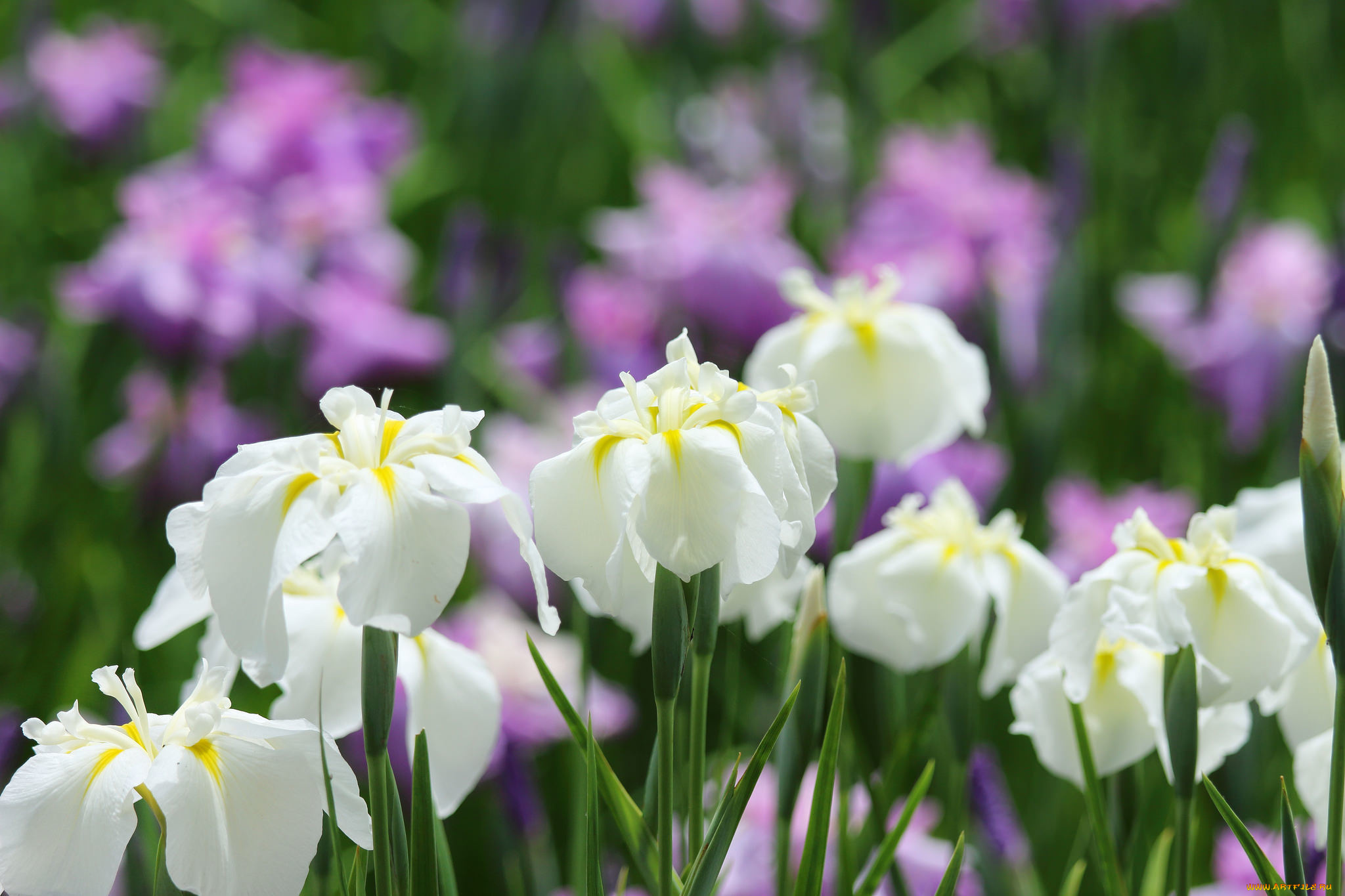 цветы, ирисы, ирис, макро, белый