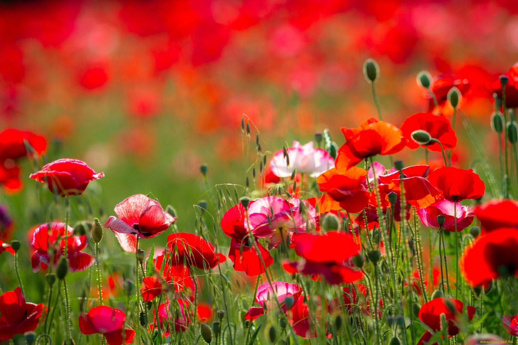 цветы, маки, лето, луг