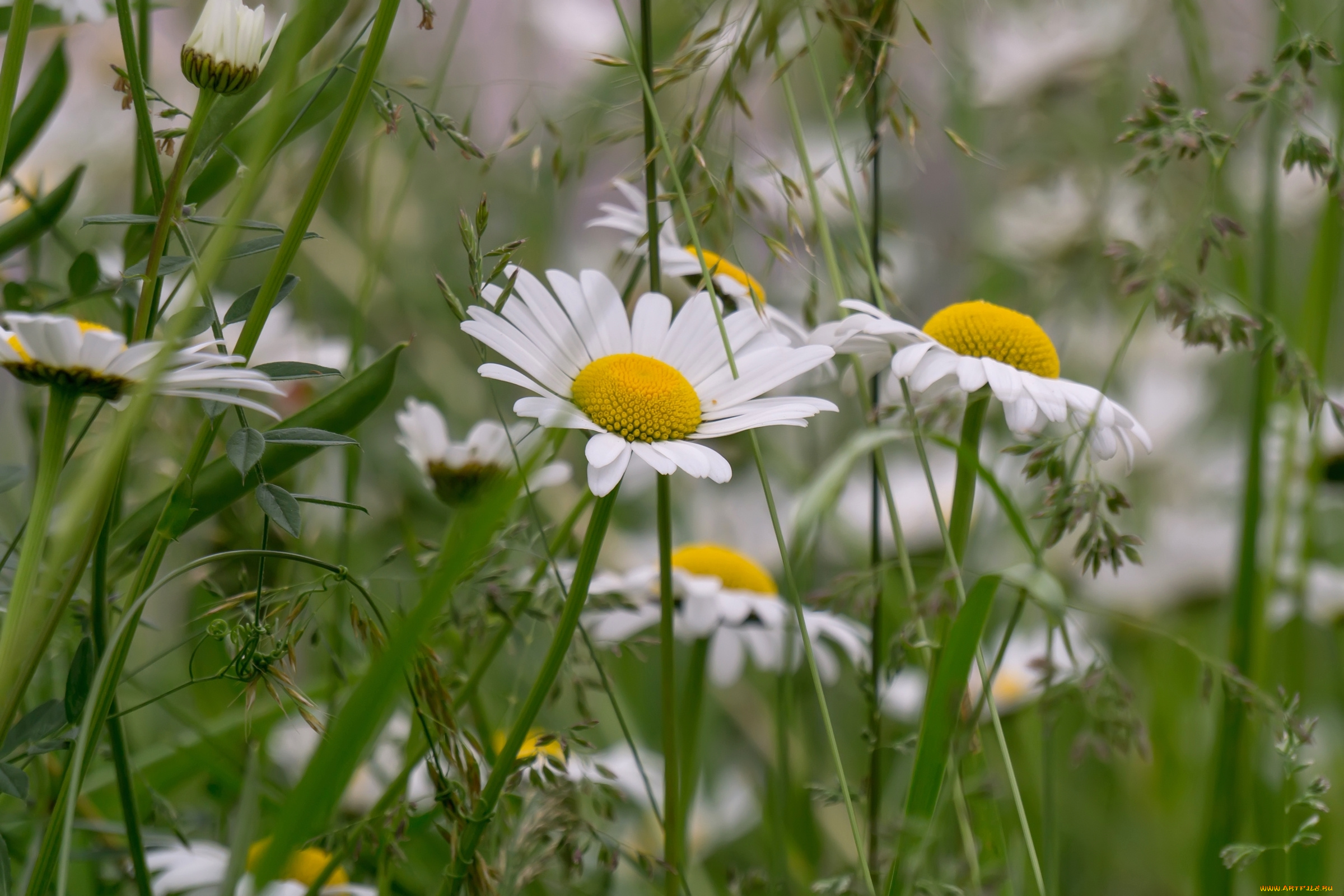 цветы, ромашки, луг, лето, трава
