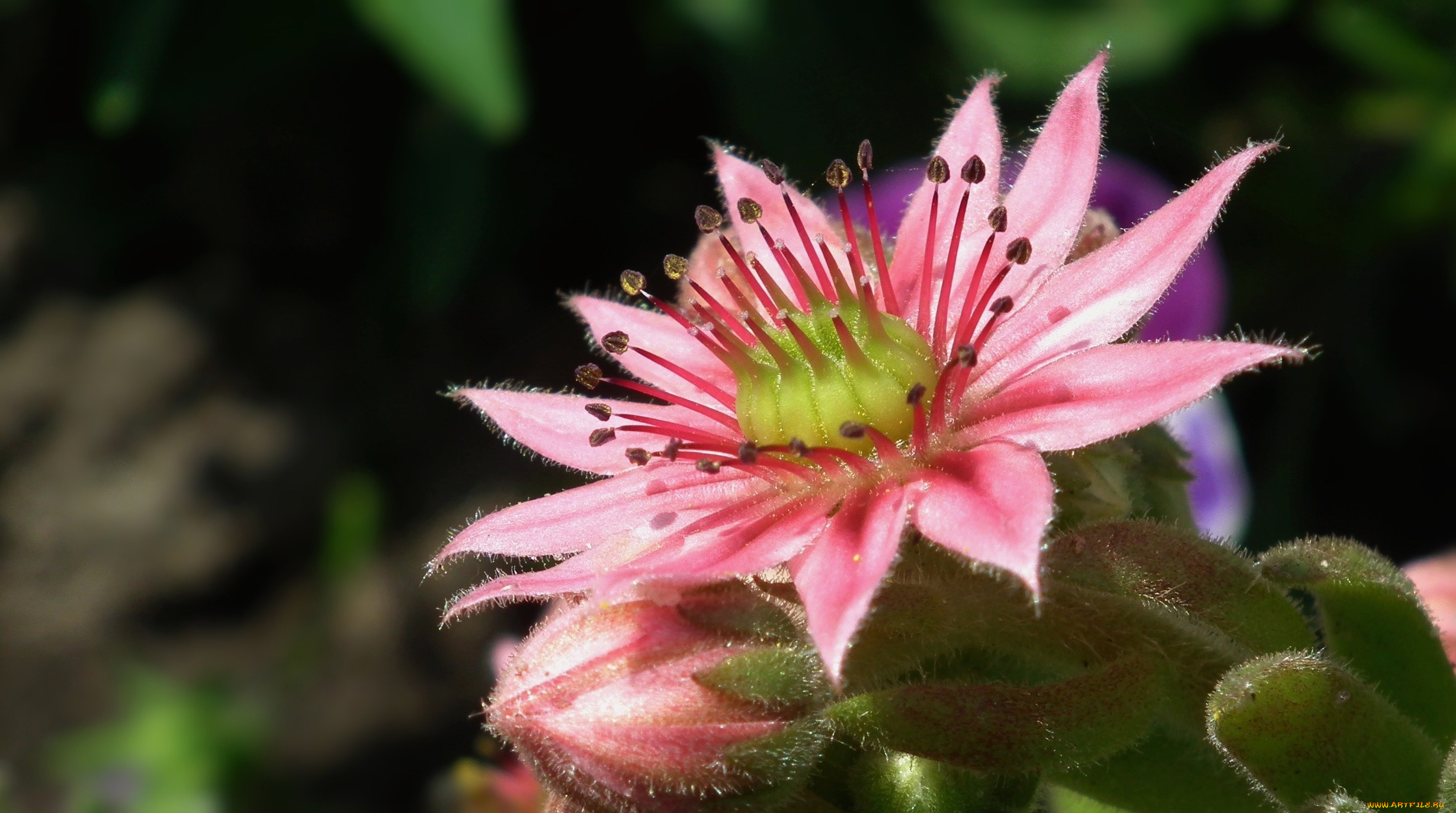 молодило, цветы