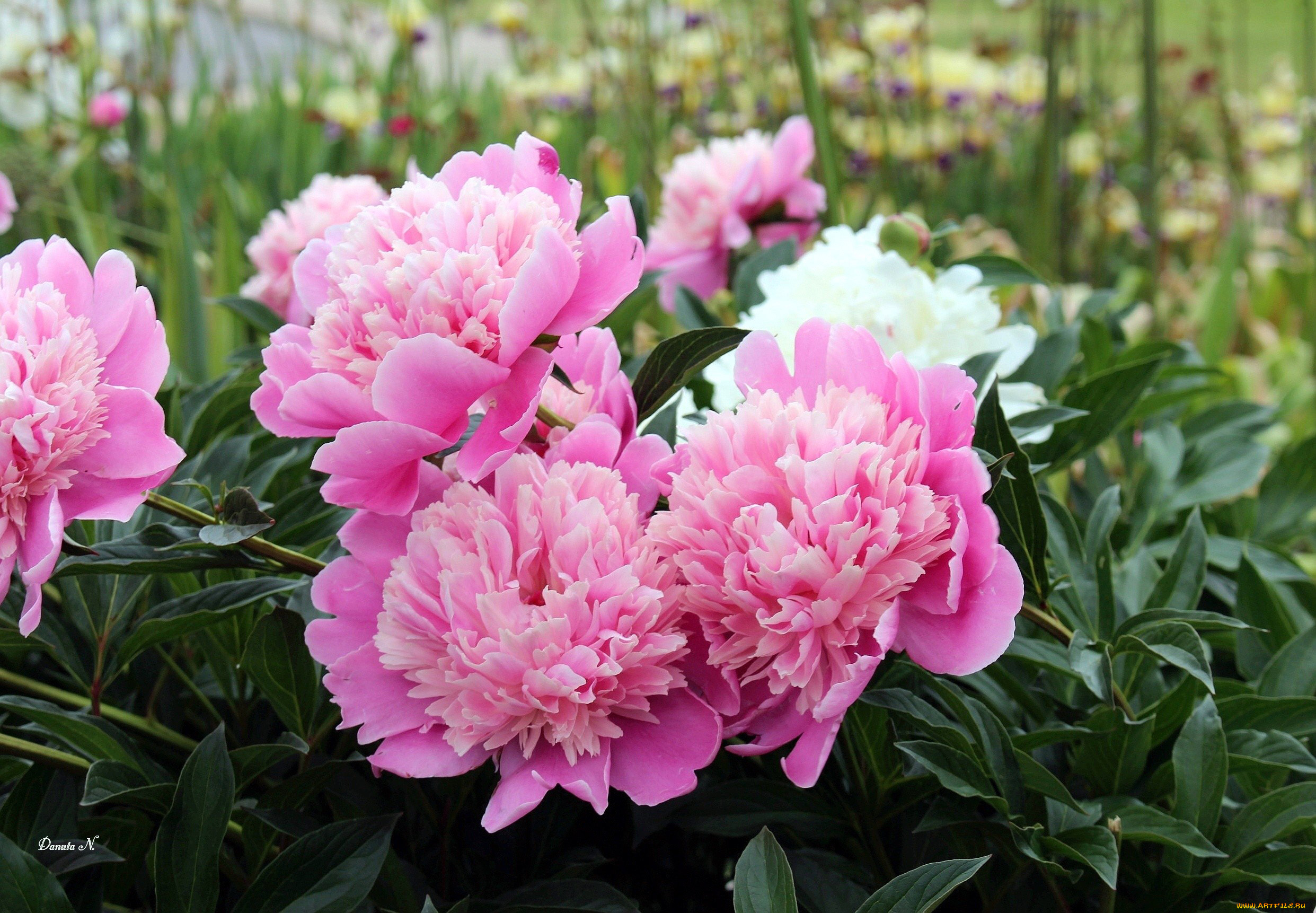 цветы, пионы, розовый