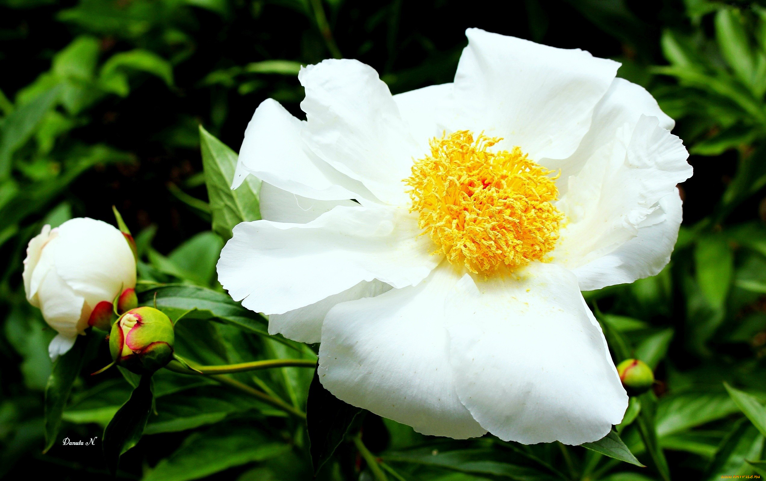 цветы, пионы, белый, макро, бутоны