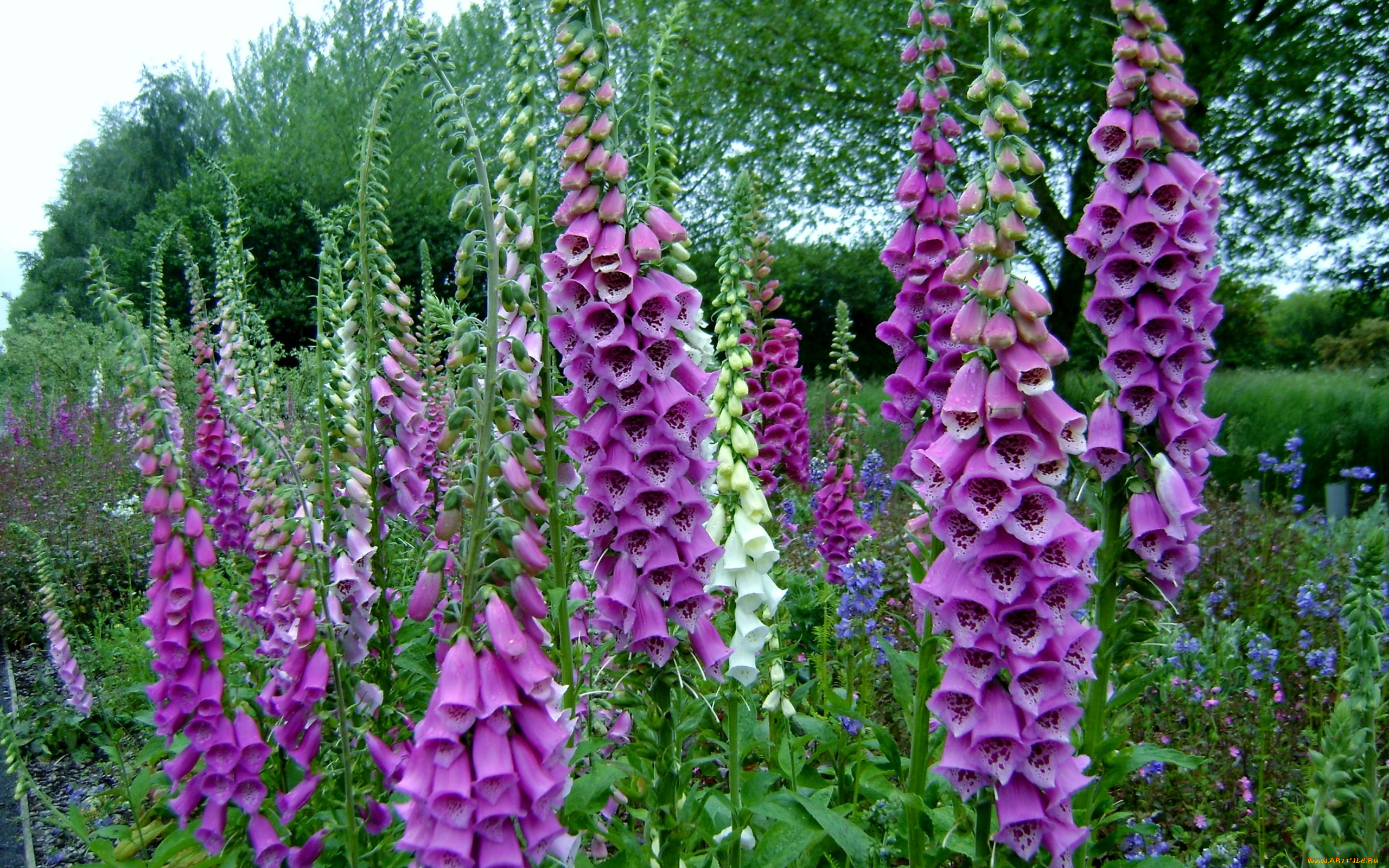 цветы, дигиталис, , наперстянка