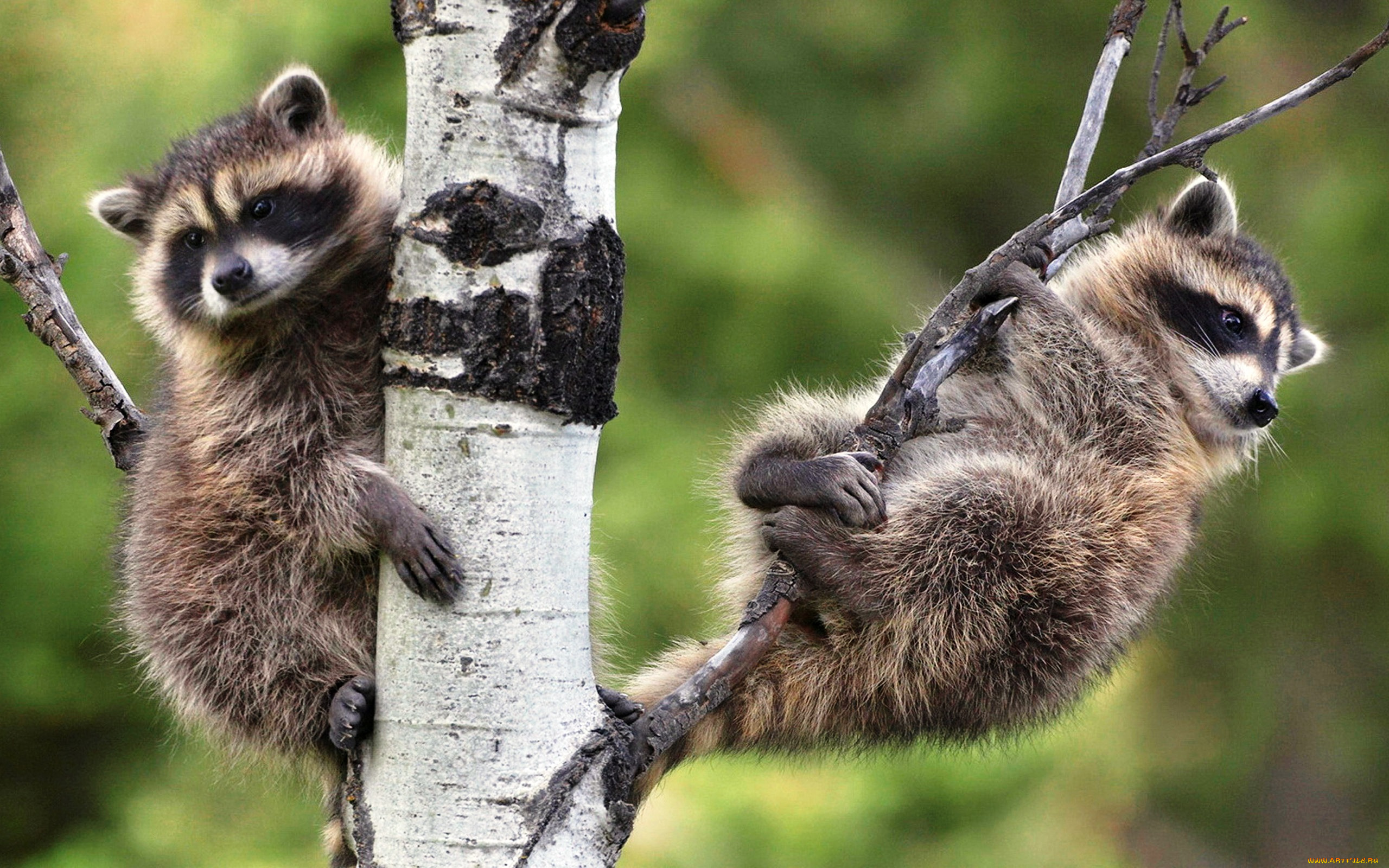 животные, еноты, ветки, береза, дерево, пара