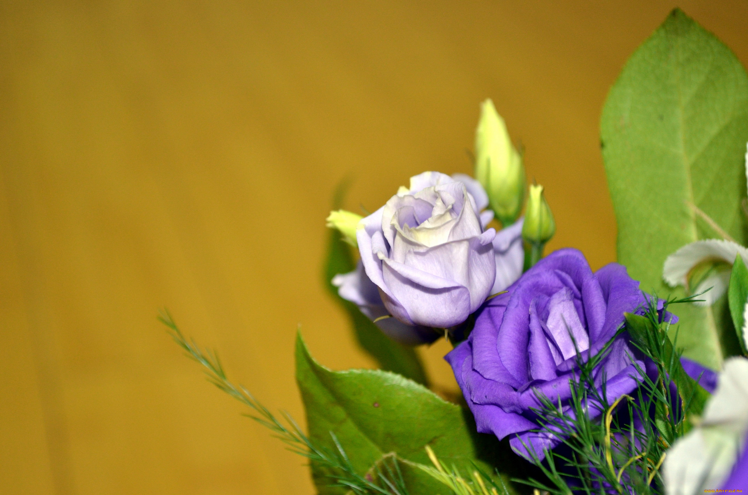 цветы, эустома, сиреневый