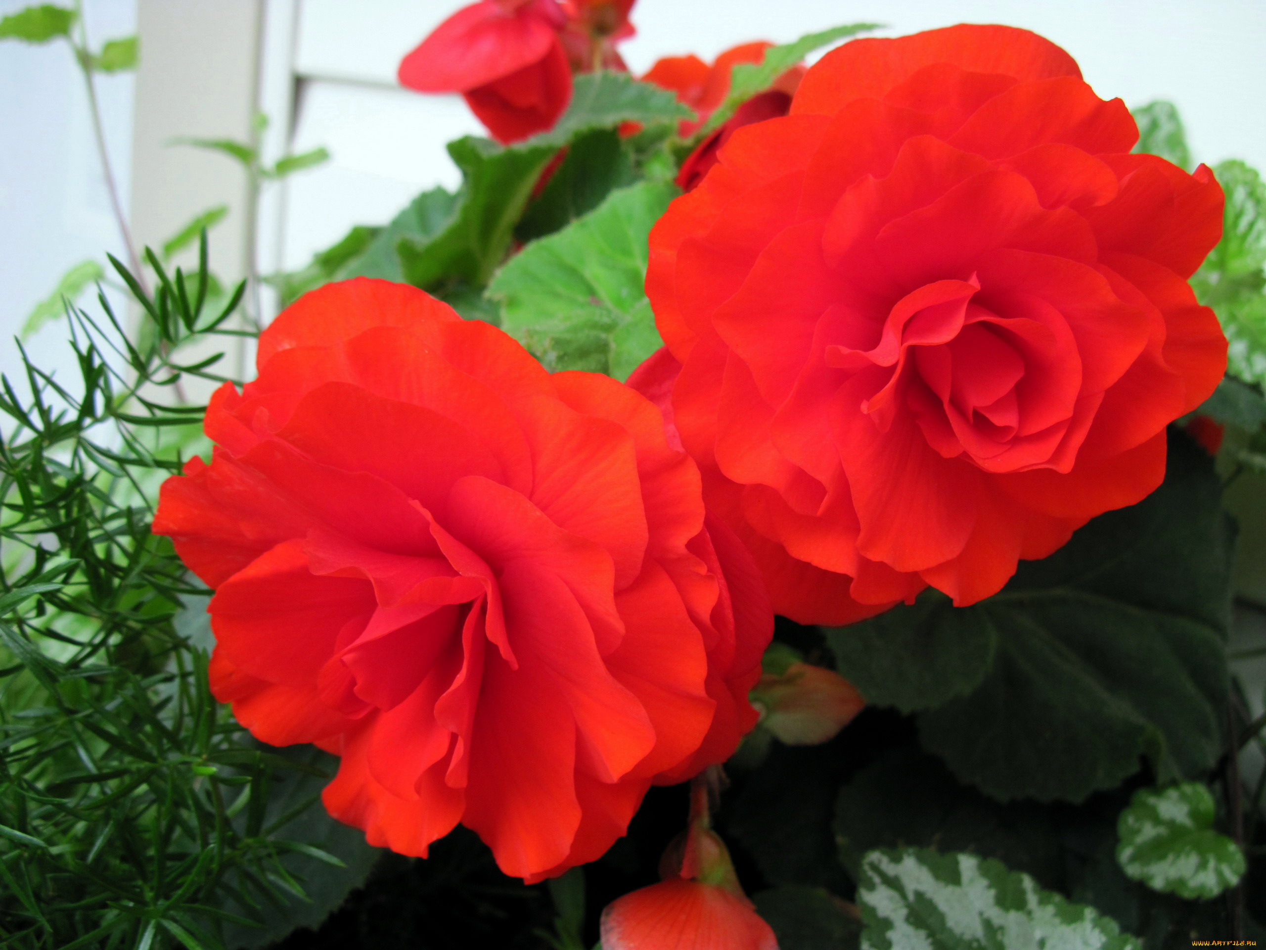 цветы, бегония, алый