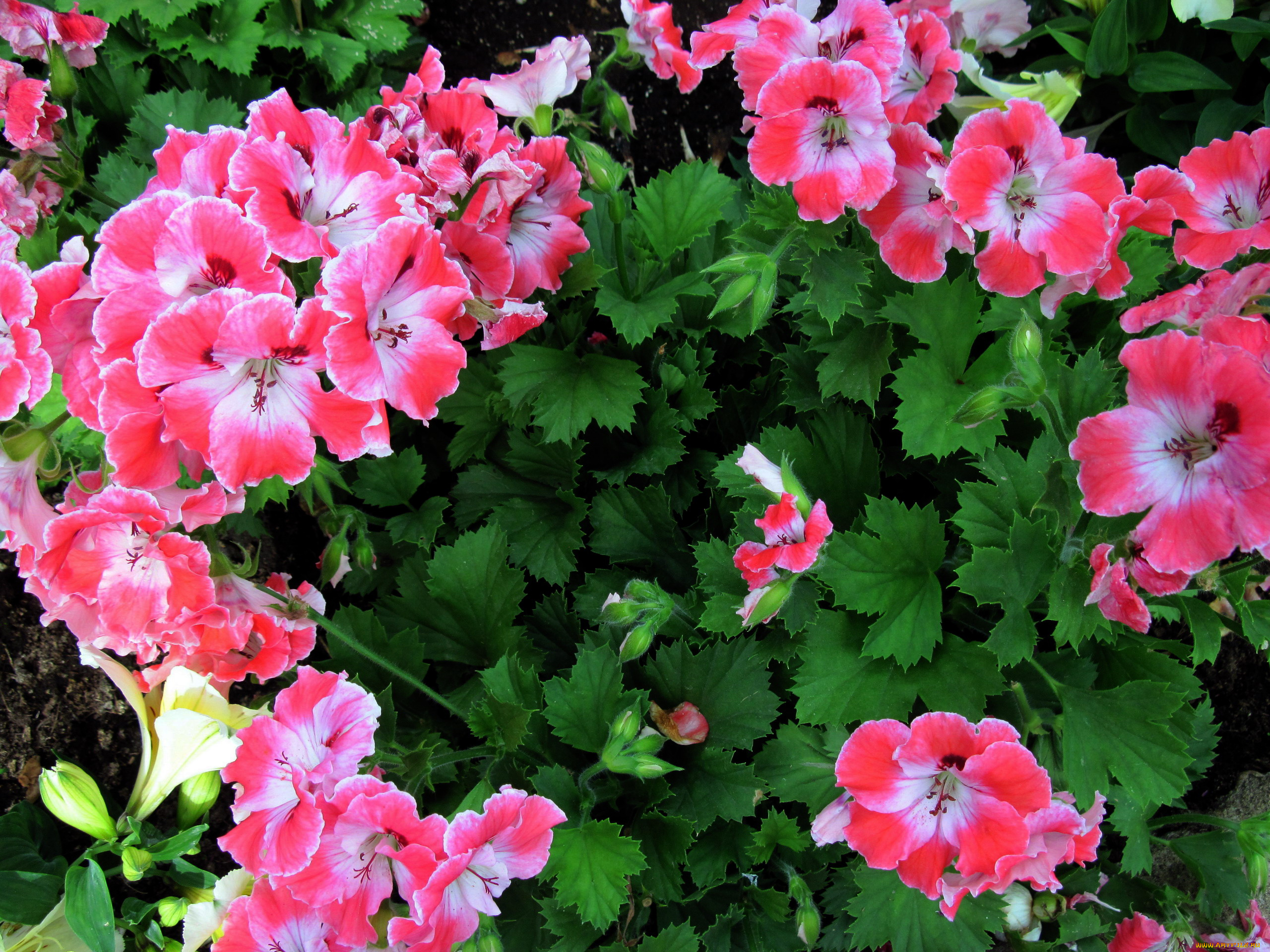 цветы, герань, пестрые