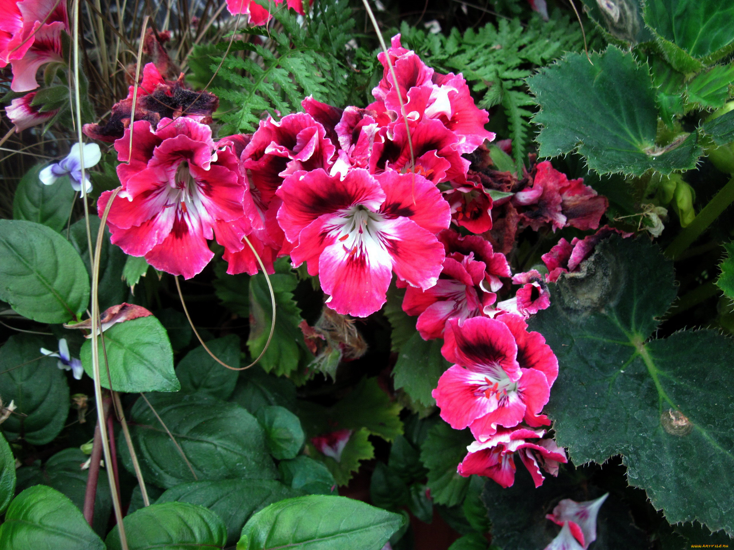 цветы, герань, розовый