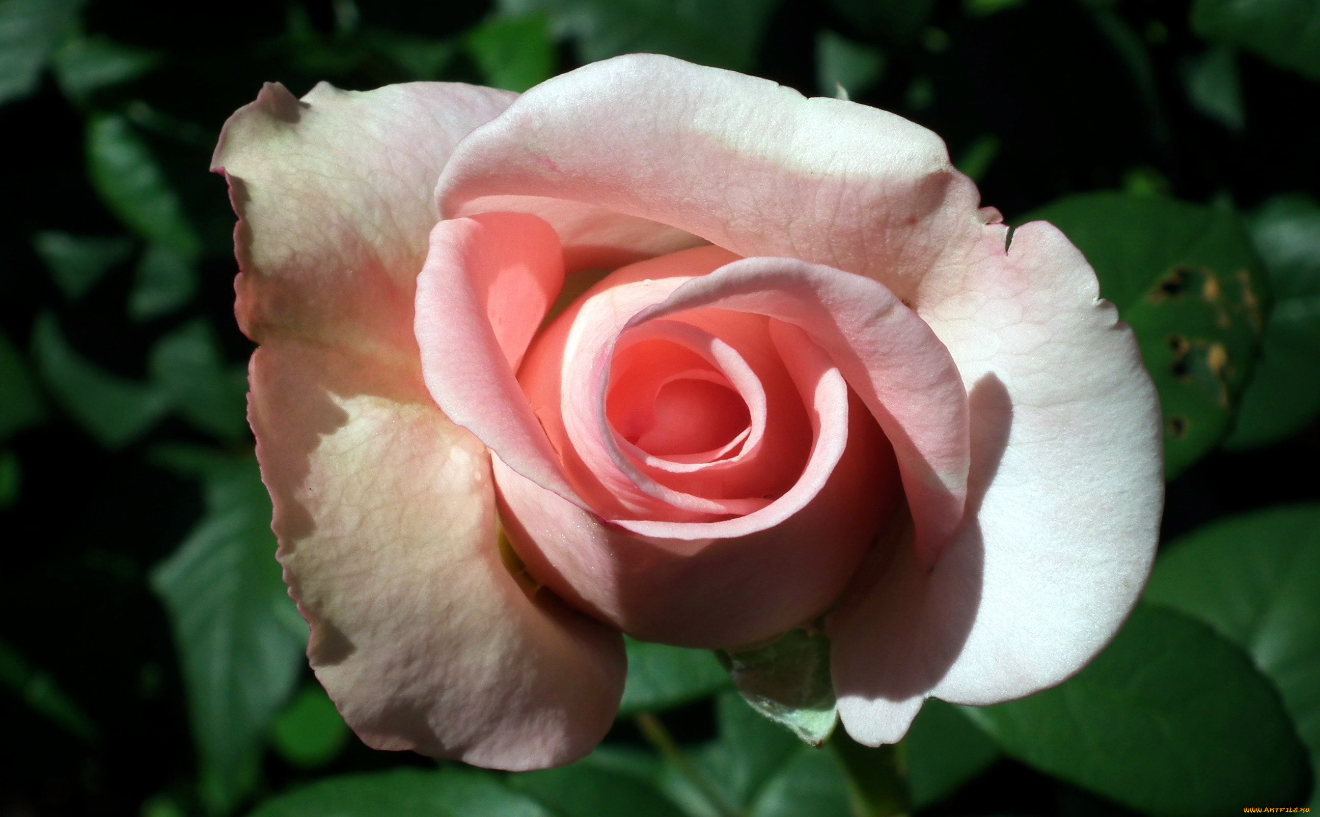 цветы, розы, бутон, розовый