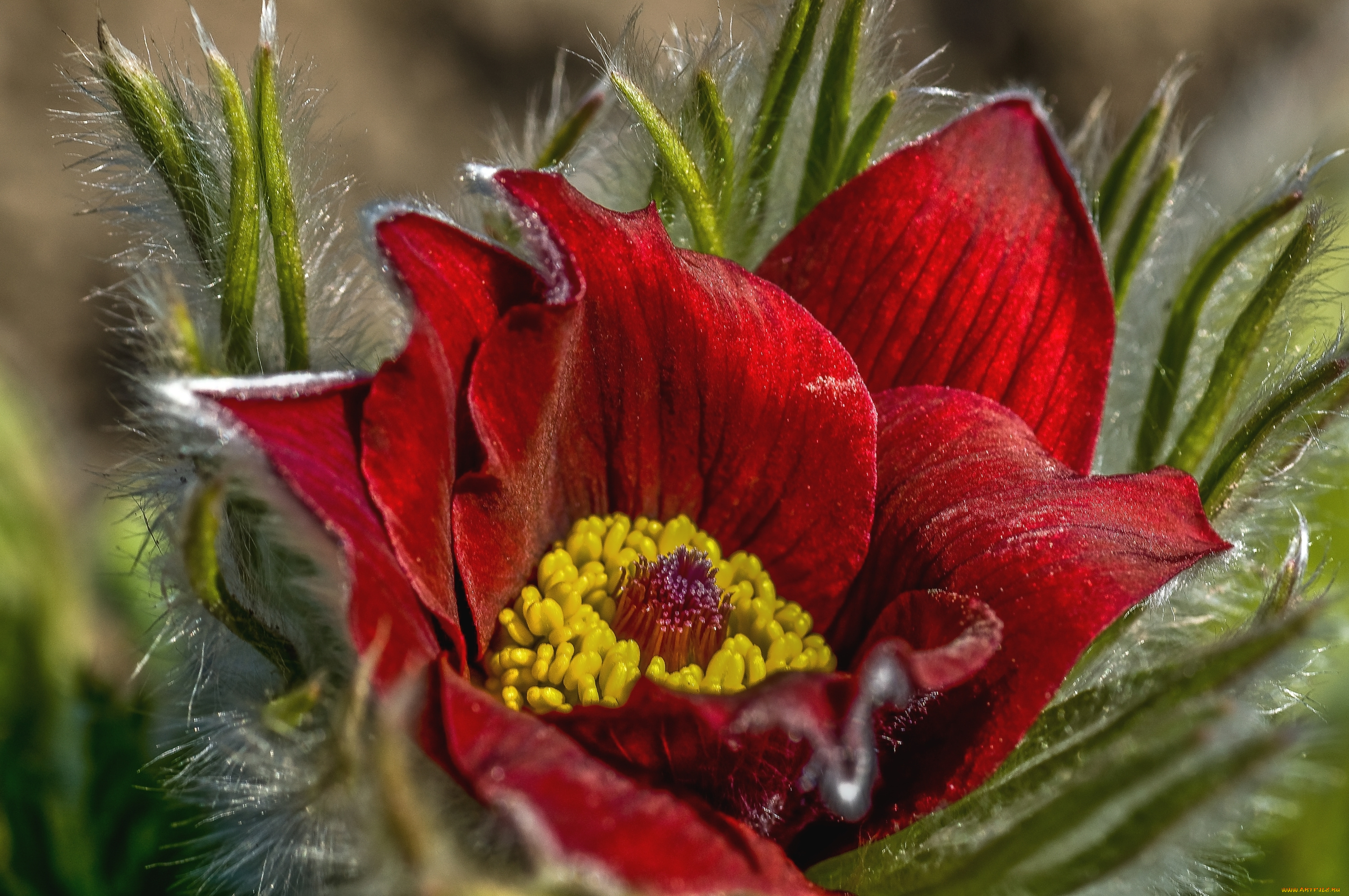 цветы, анемоны, , сон-трава, макро, сон-трава, анемон